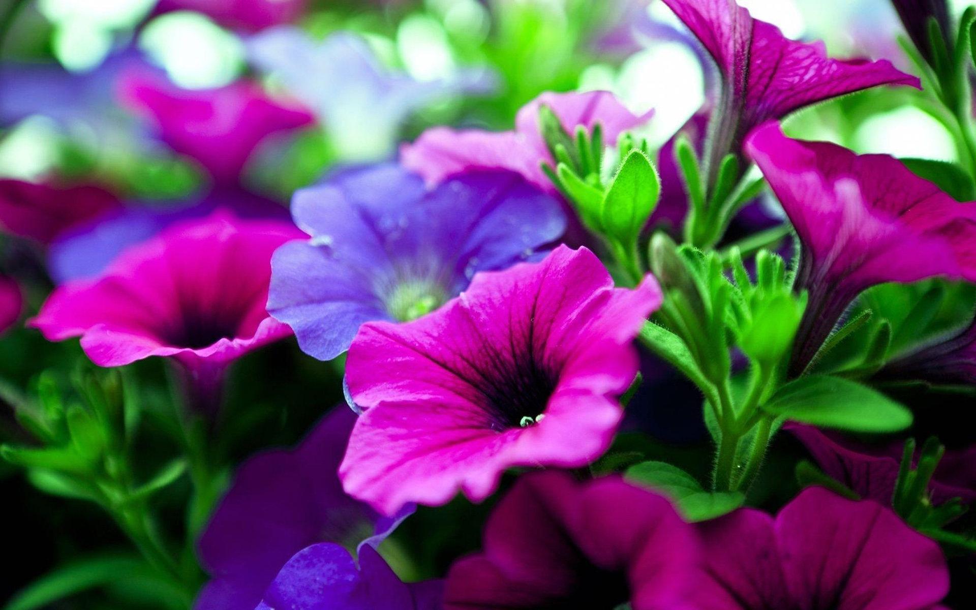 Petunia Wallpapers