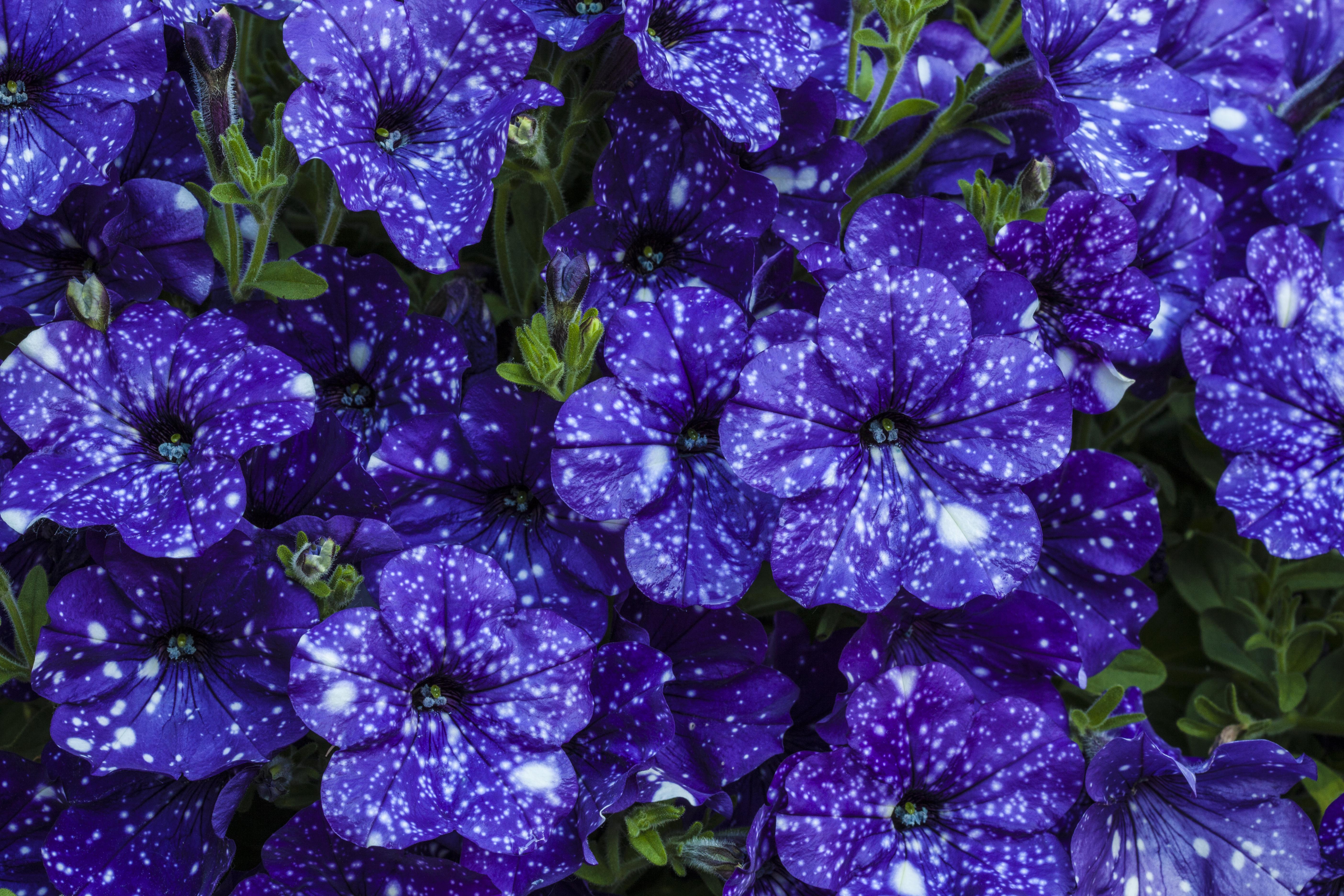 Petunia Wallpapers