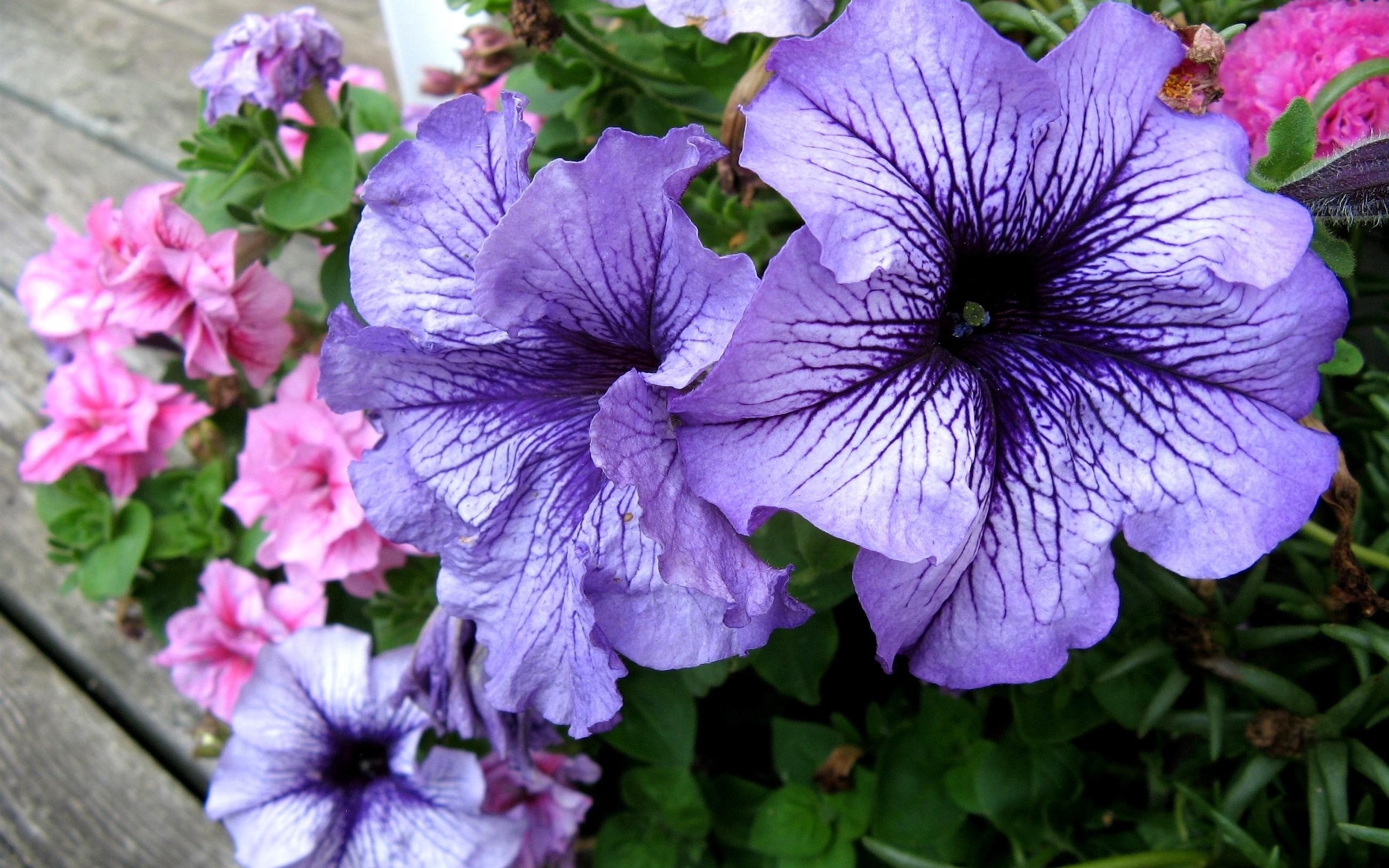 Petunia Wallpapers