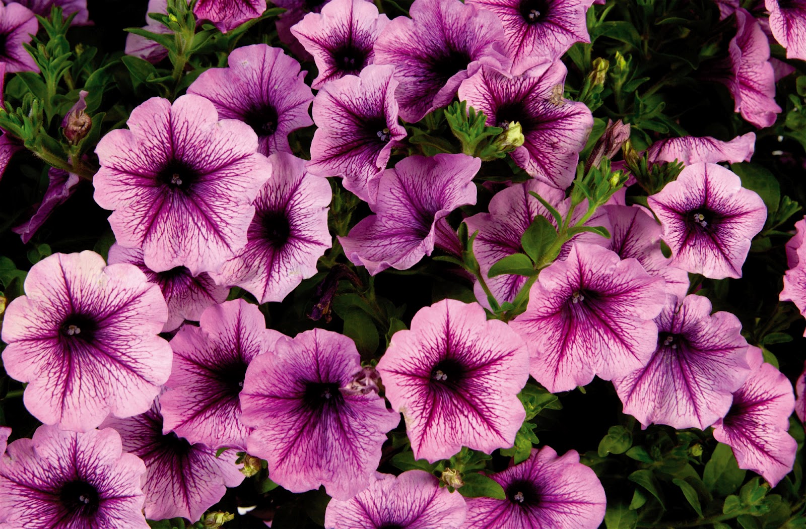 Petunia Wallpapers