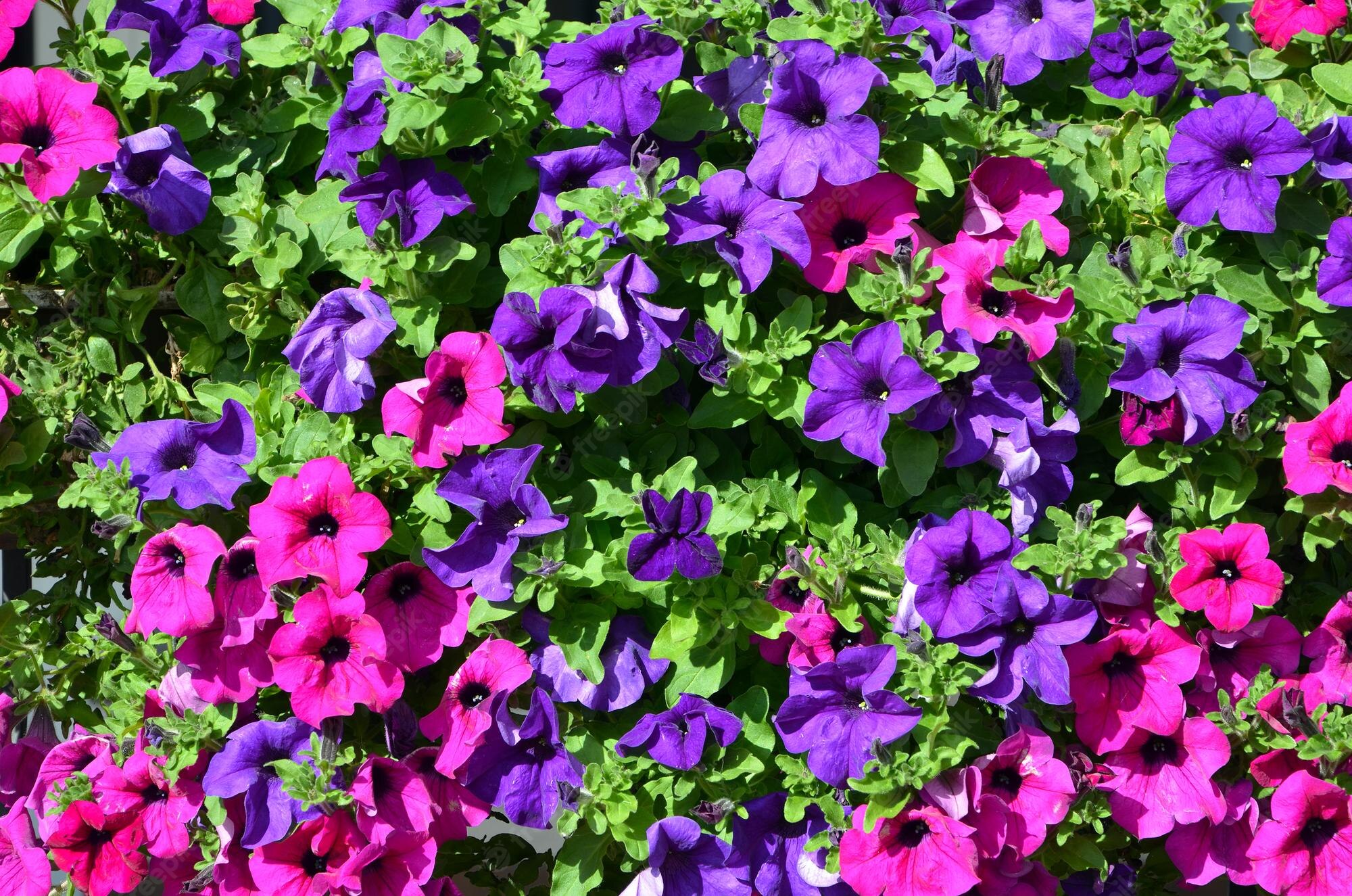 Petunia Wallpapers