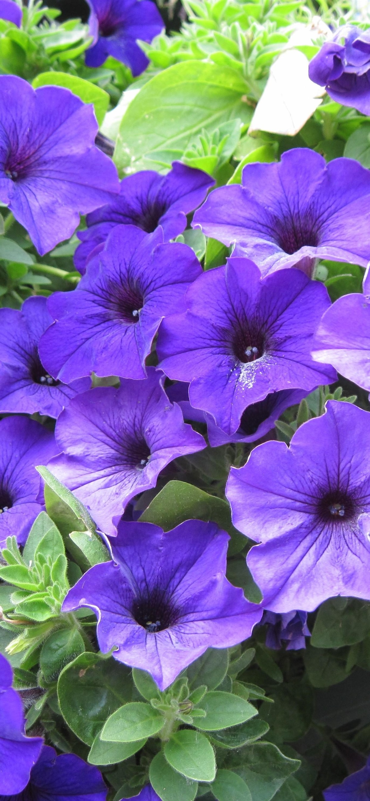 Petunia Wallpapers