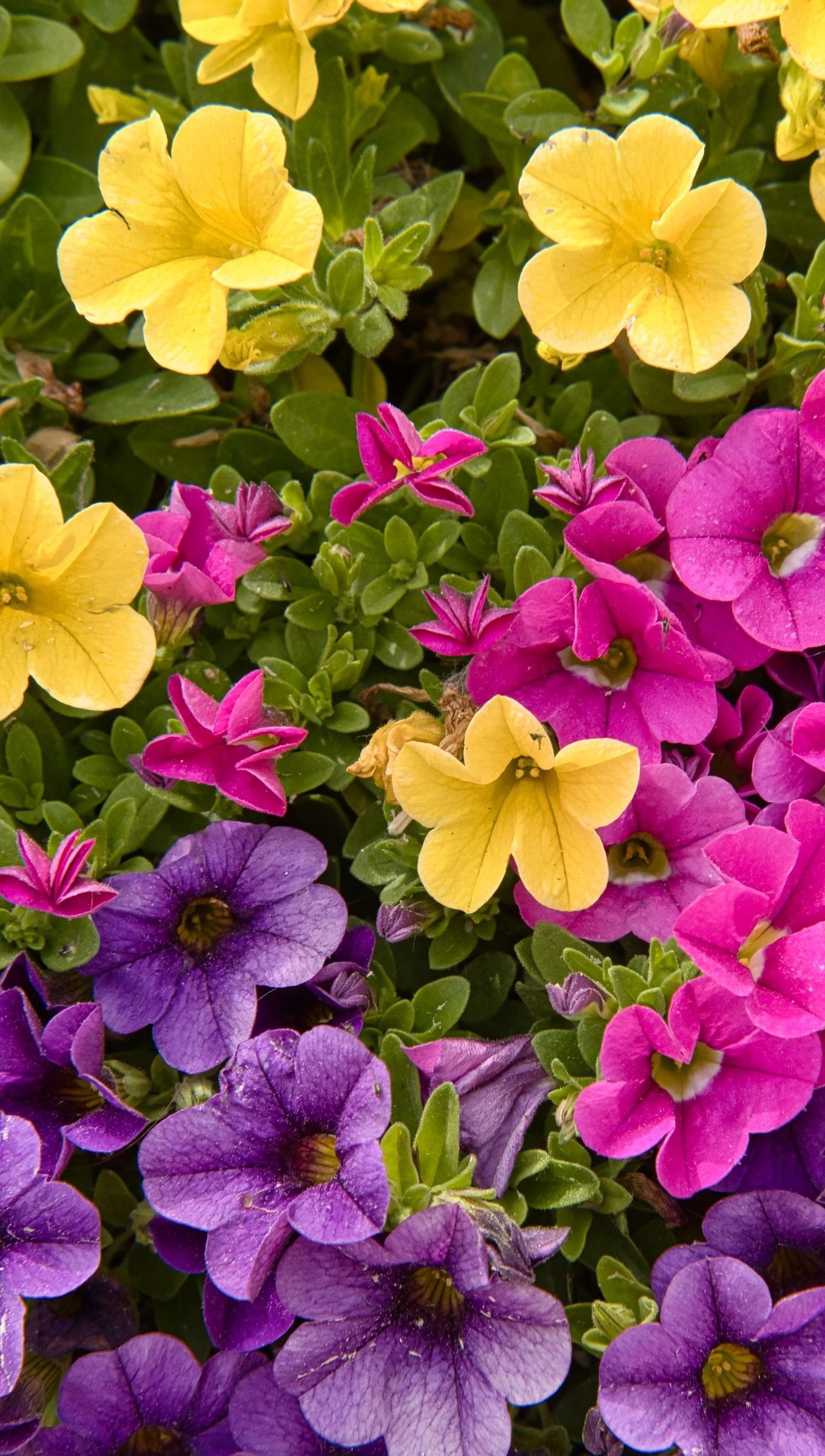 Petunia Wallpapers