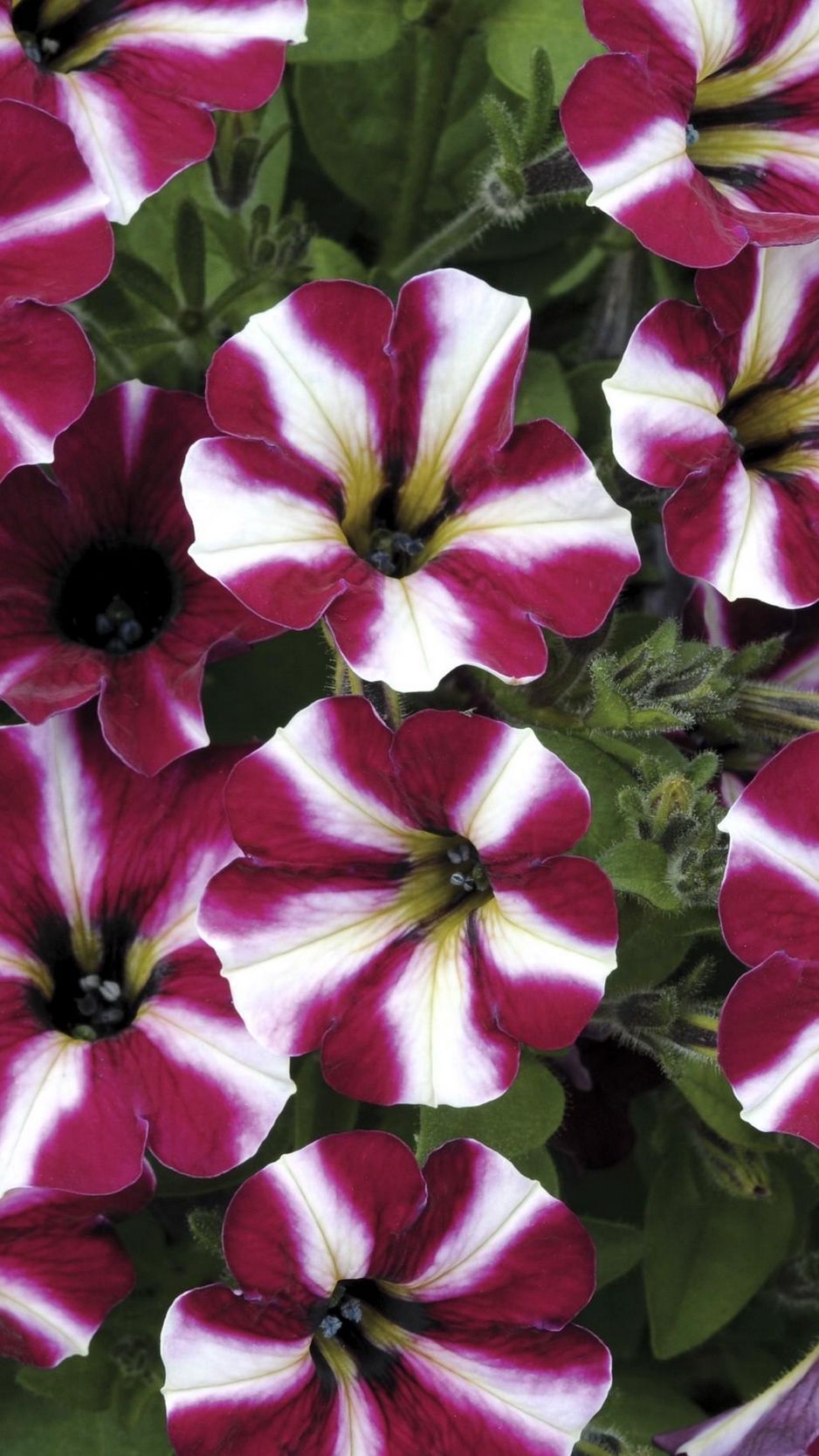 Petunia Wallpapers