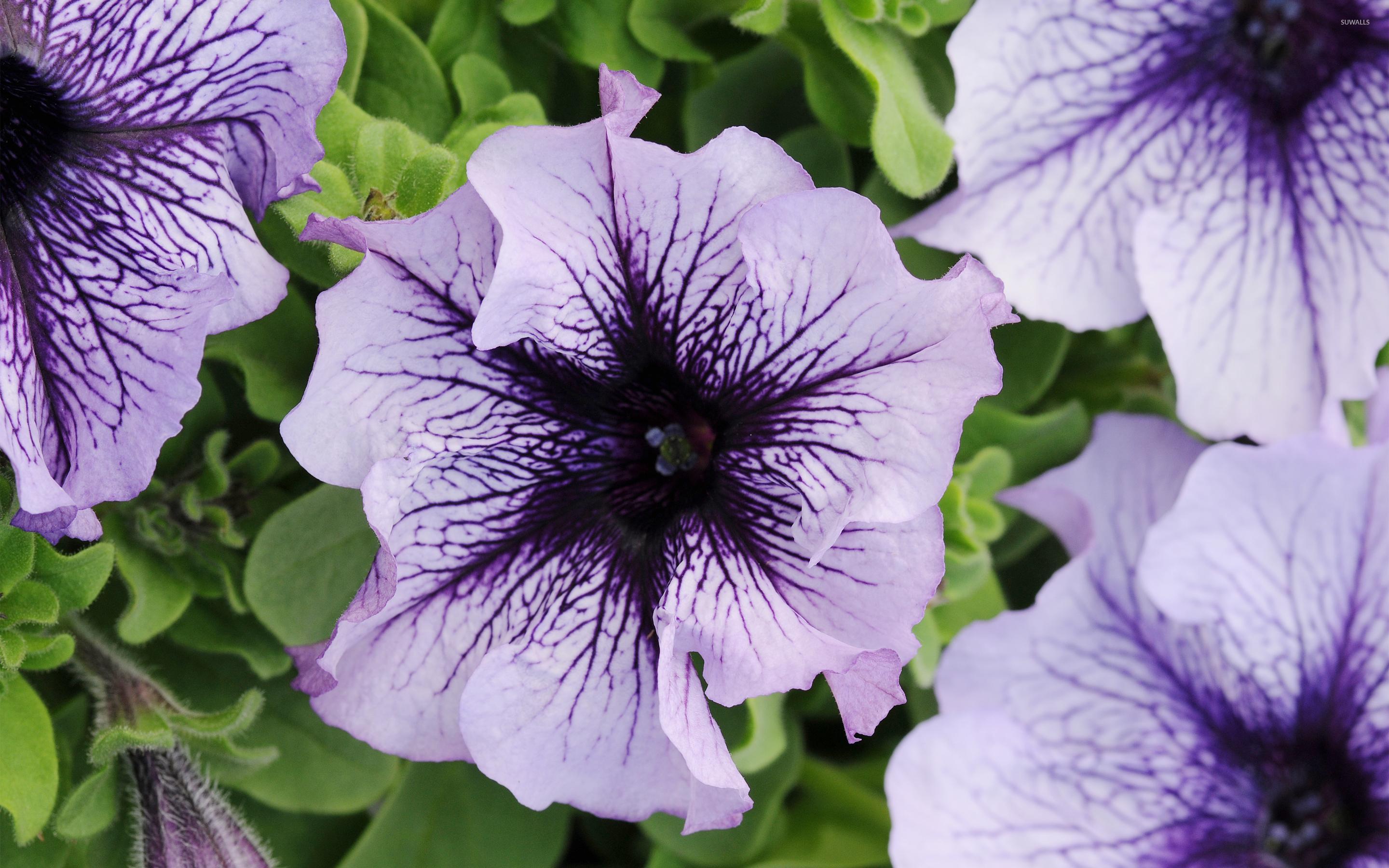 Petunia Wallpapers