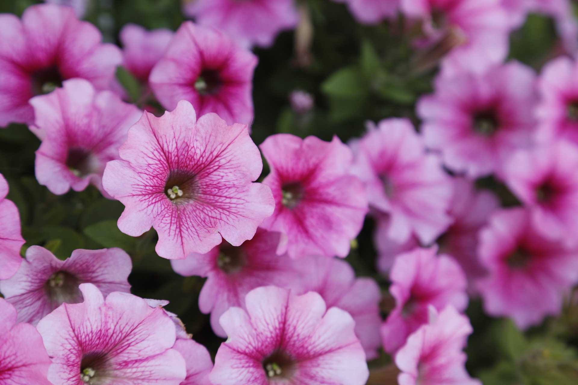 Petunia Wallpapers