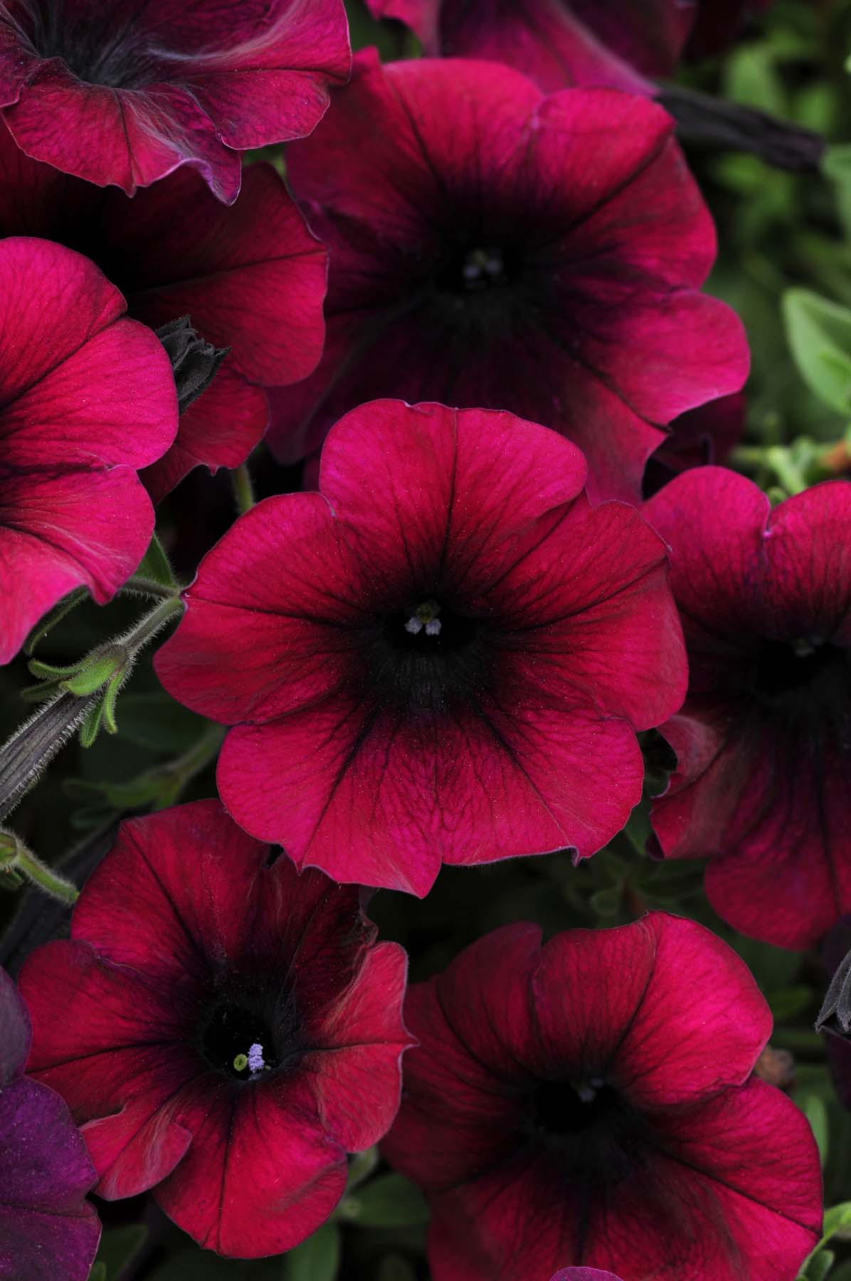 Petunia Wallpapers