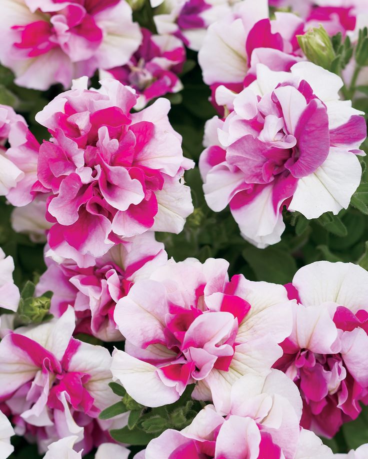 Petunia Wallpapers