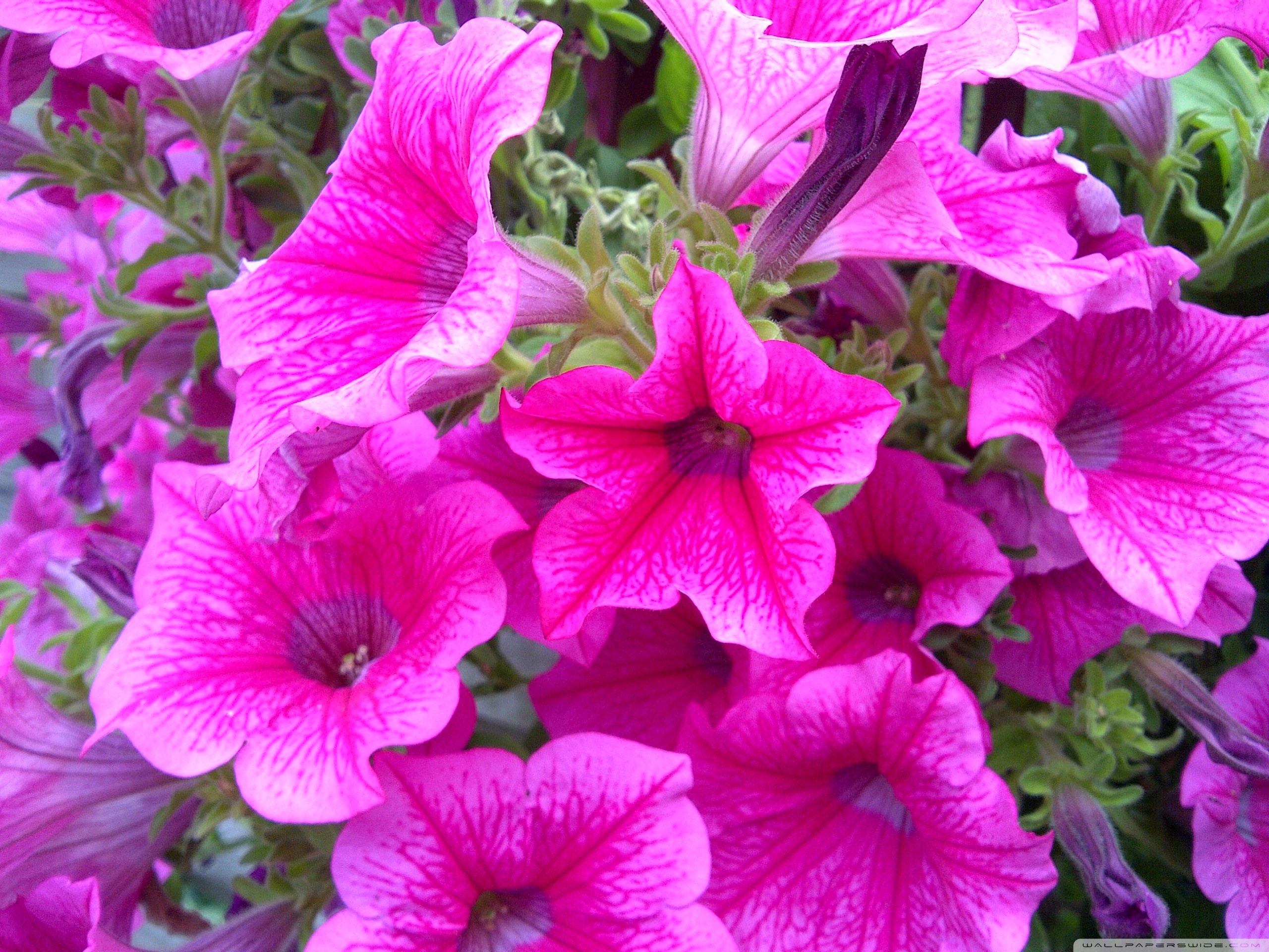 Petunia Wallpapers