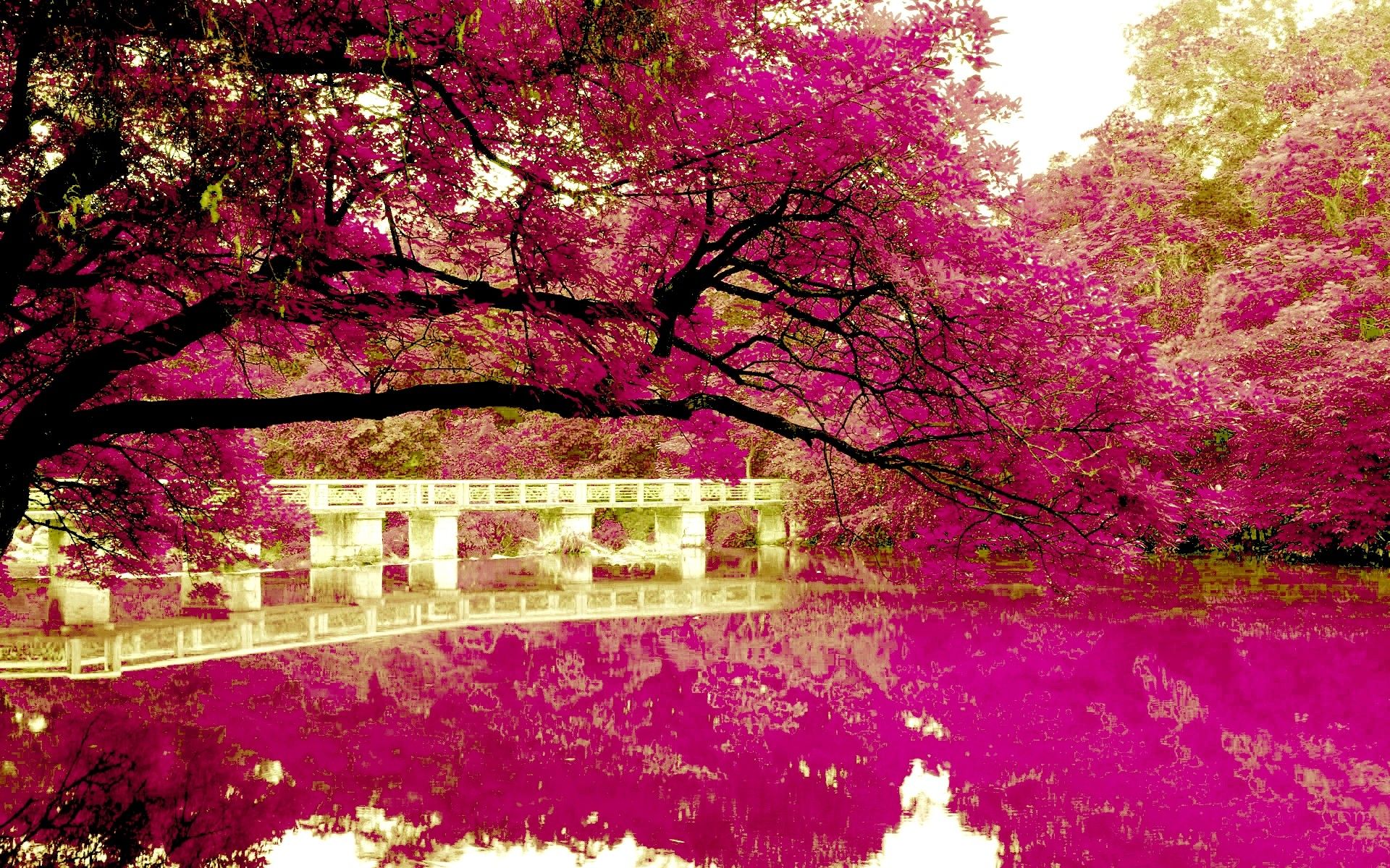 Pink Lake 8K Wallpapers