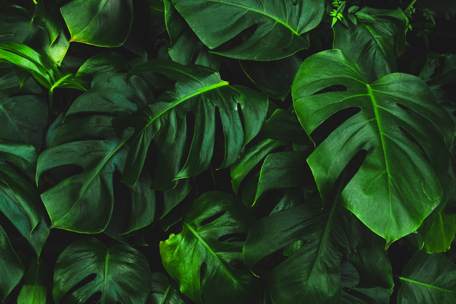 Plant Wallpapers