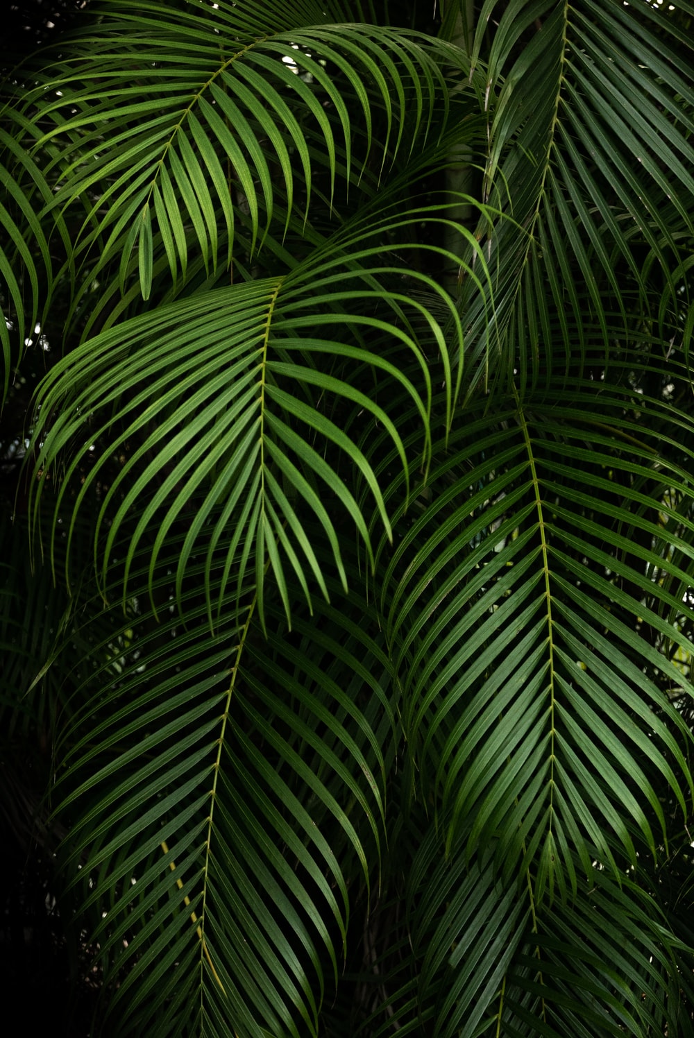 Plant Wallpapers