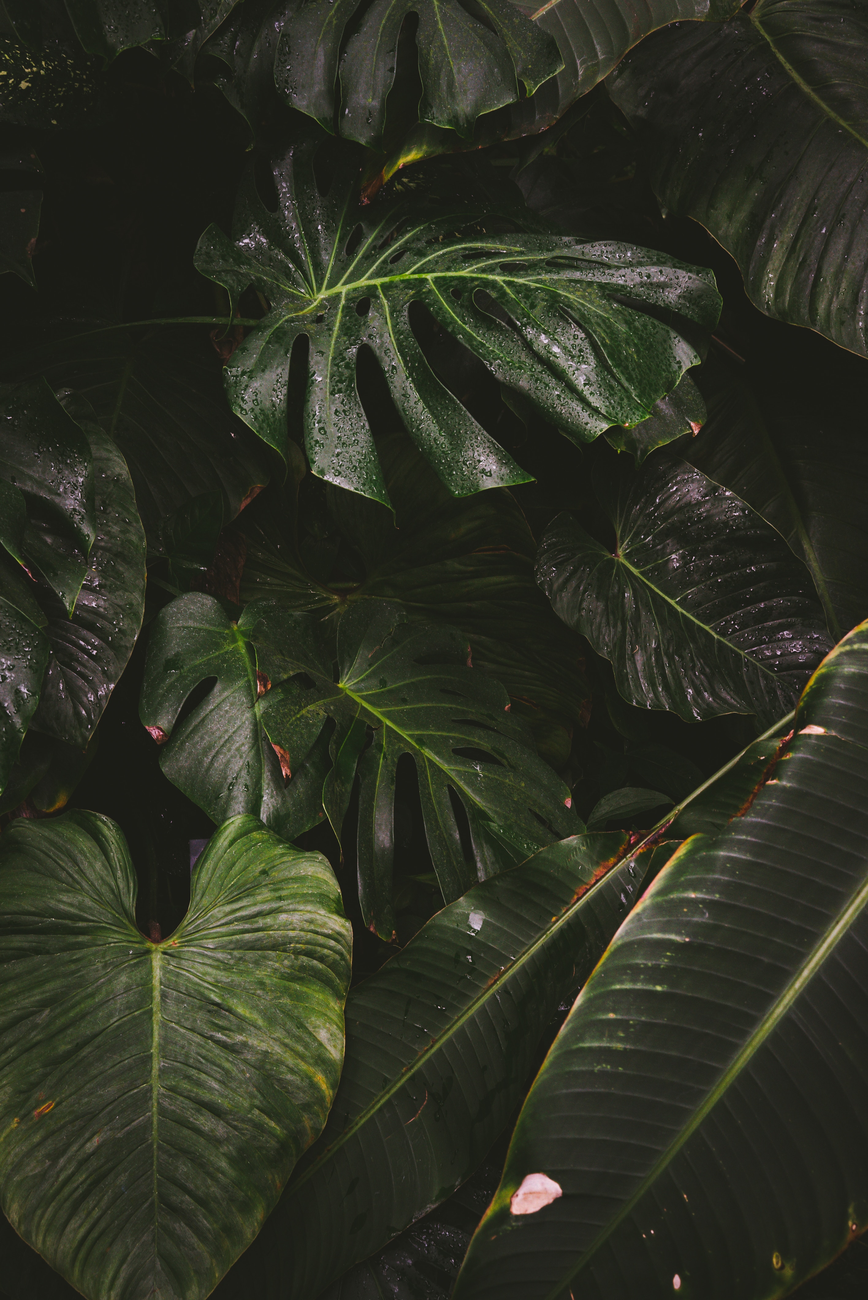 Plant Wallpapers