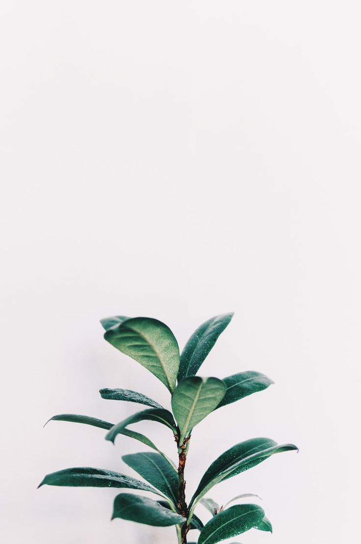 Plant Wallpapers