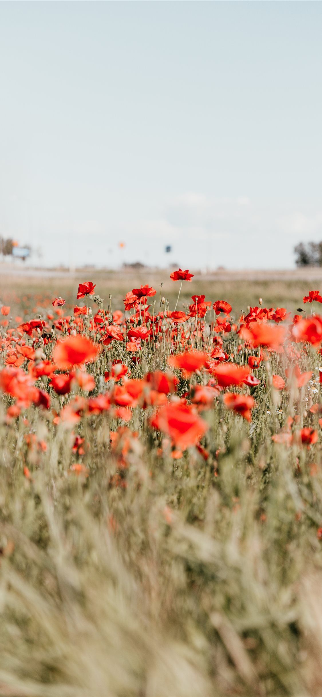 Poppy Flower Field Wallpapers