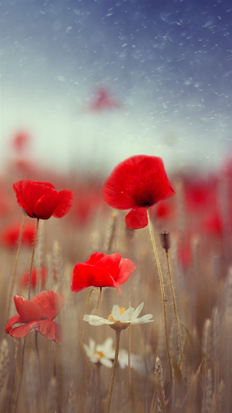 Poppy Flower Field Wallpapers