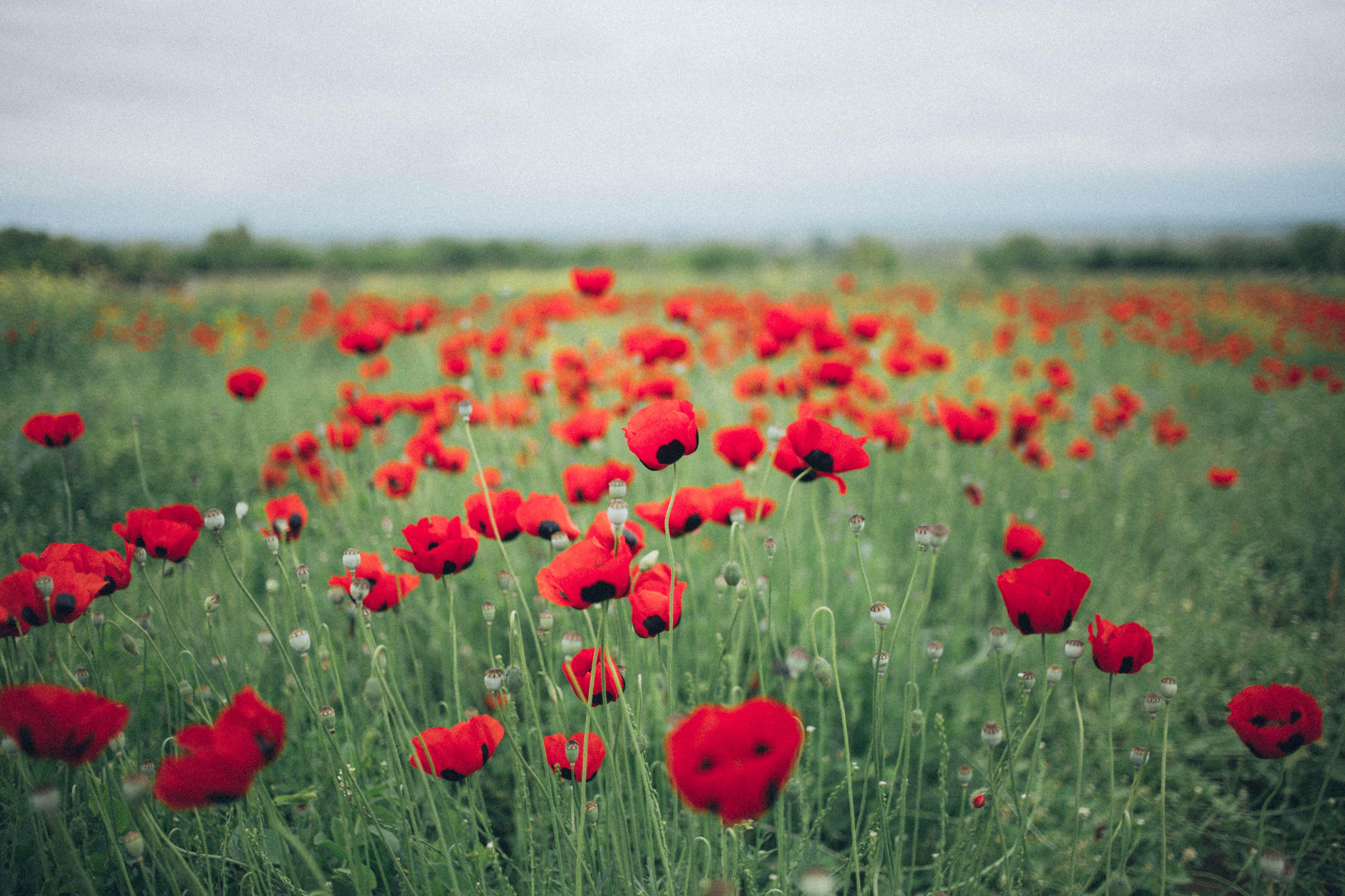 Poppy Flower Field Wallpapers