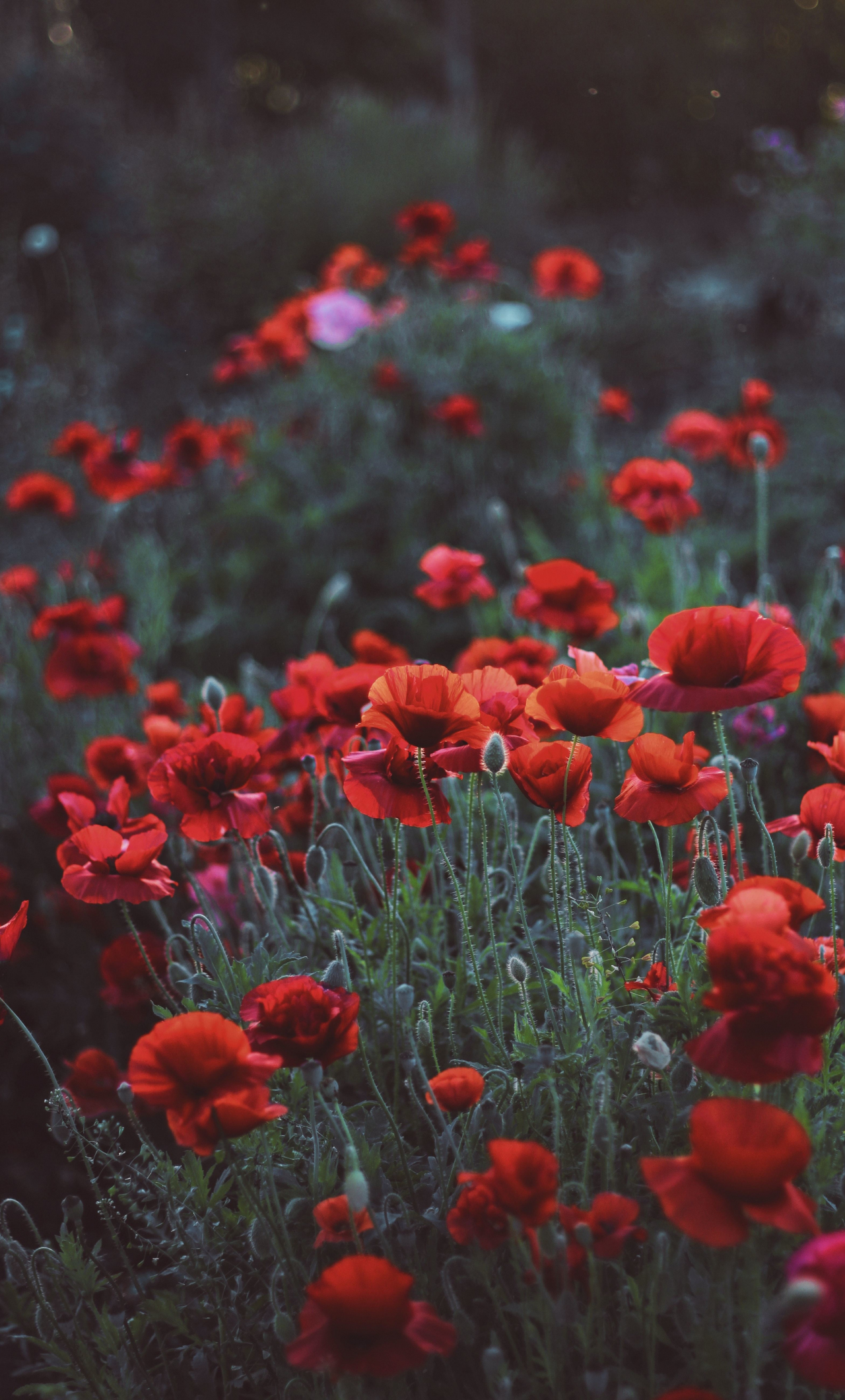 Poppy Flower Field Wallpapers