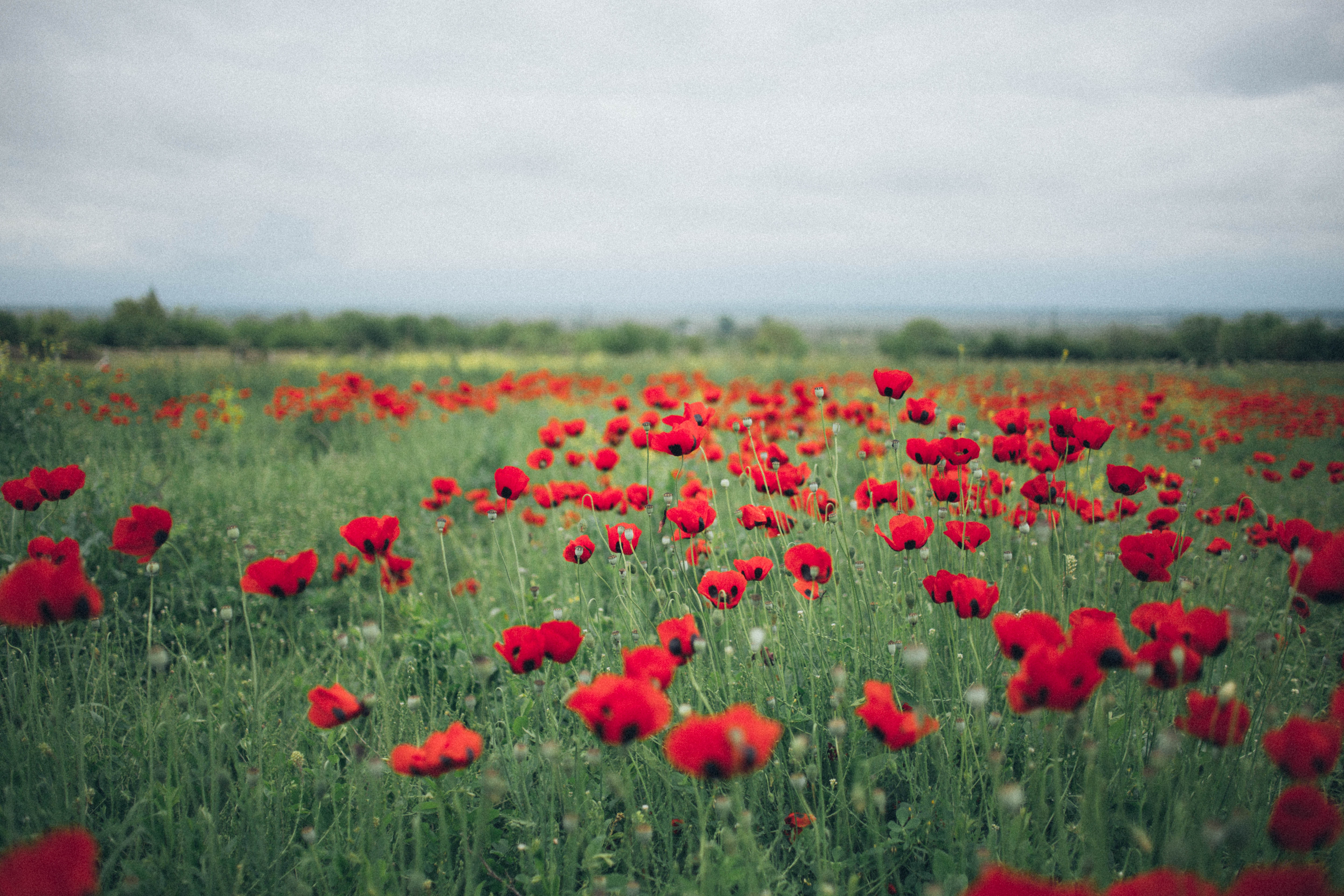 Poppy Flower Field Wallpapers