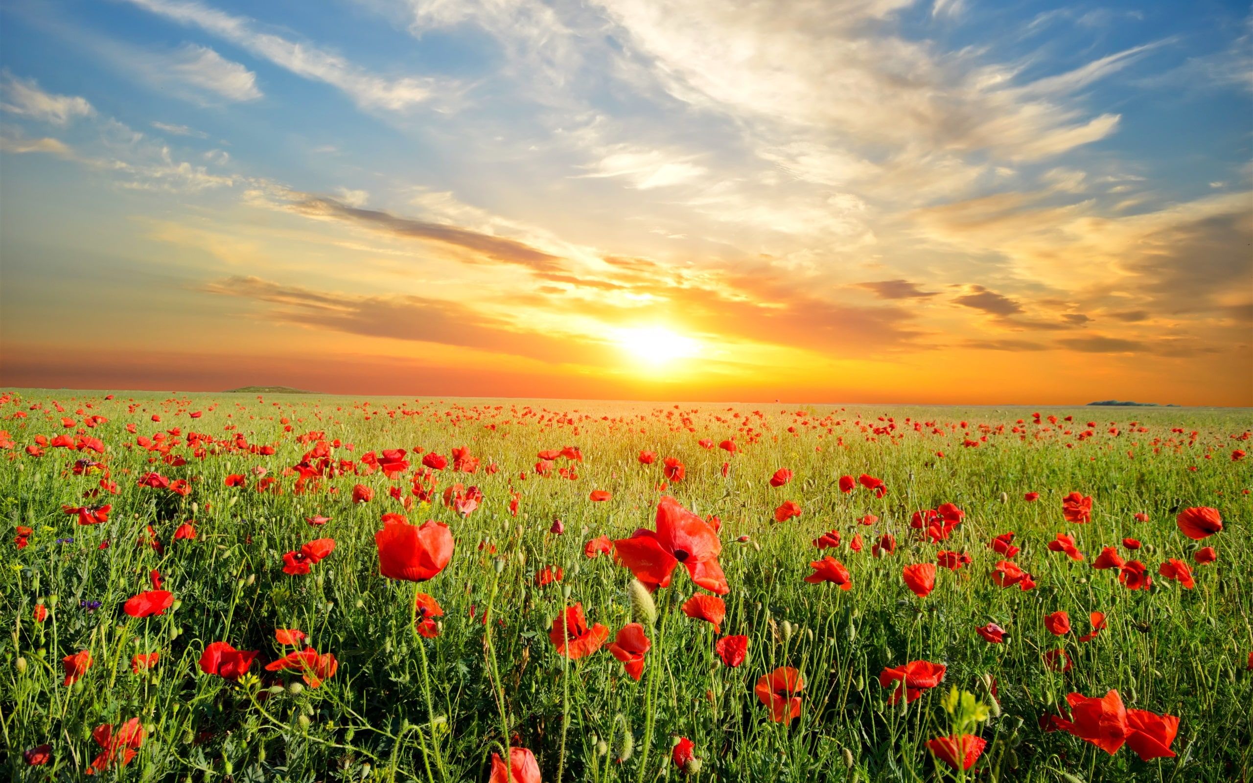 Poppy Flower Field Wallpapers