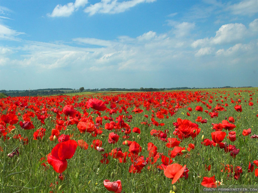 Poppy Flower Field Wallpapers