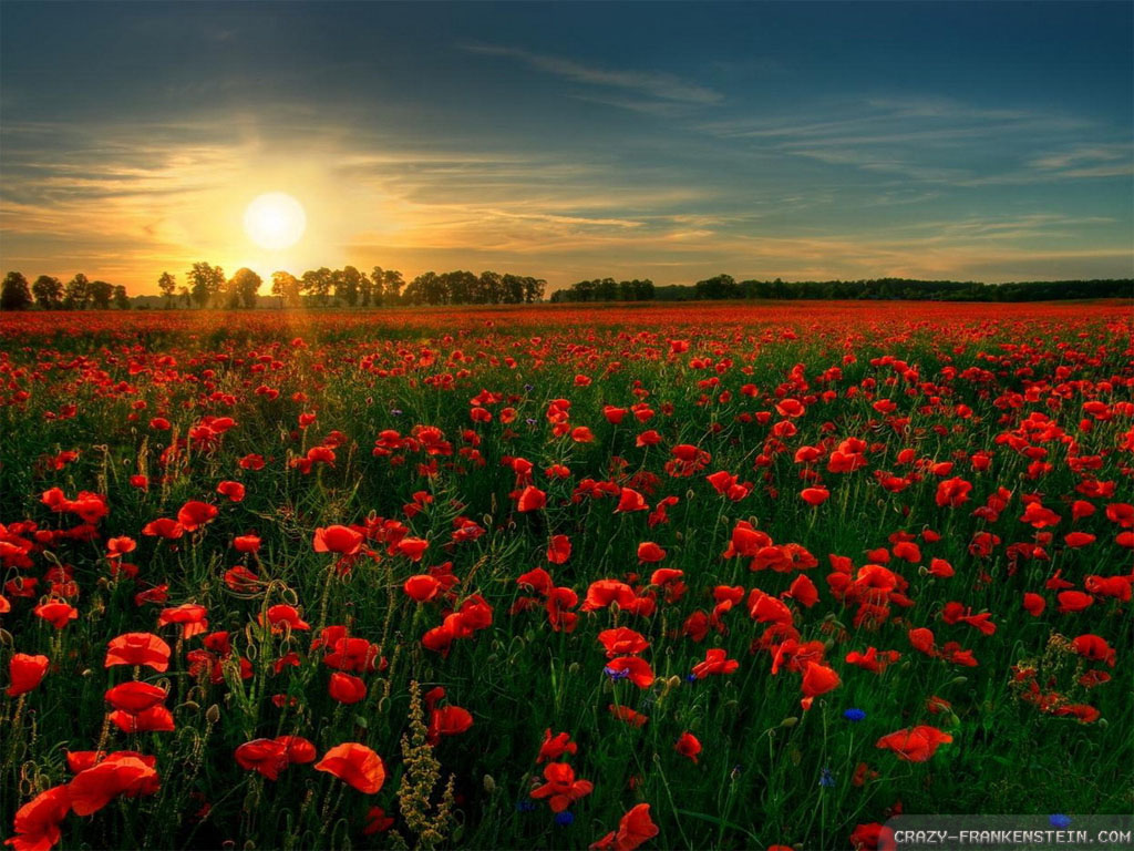 Poppy Flower Field Wallpapers