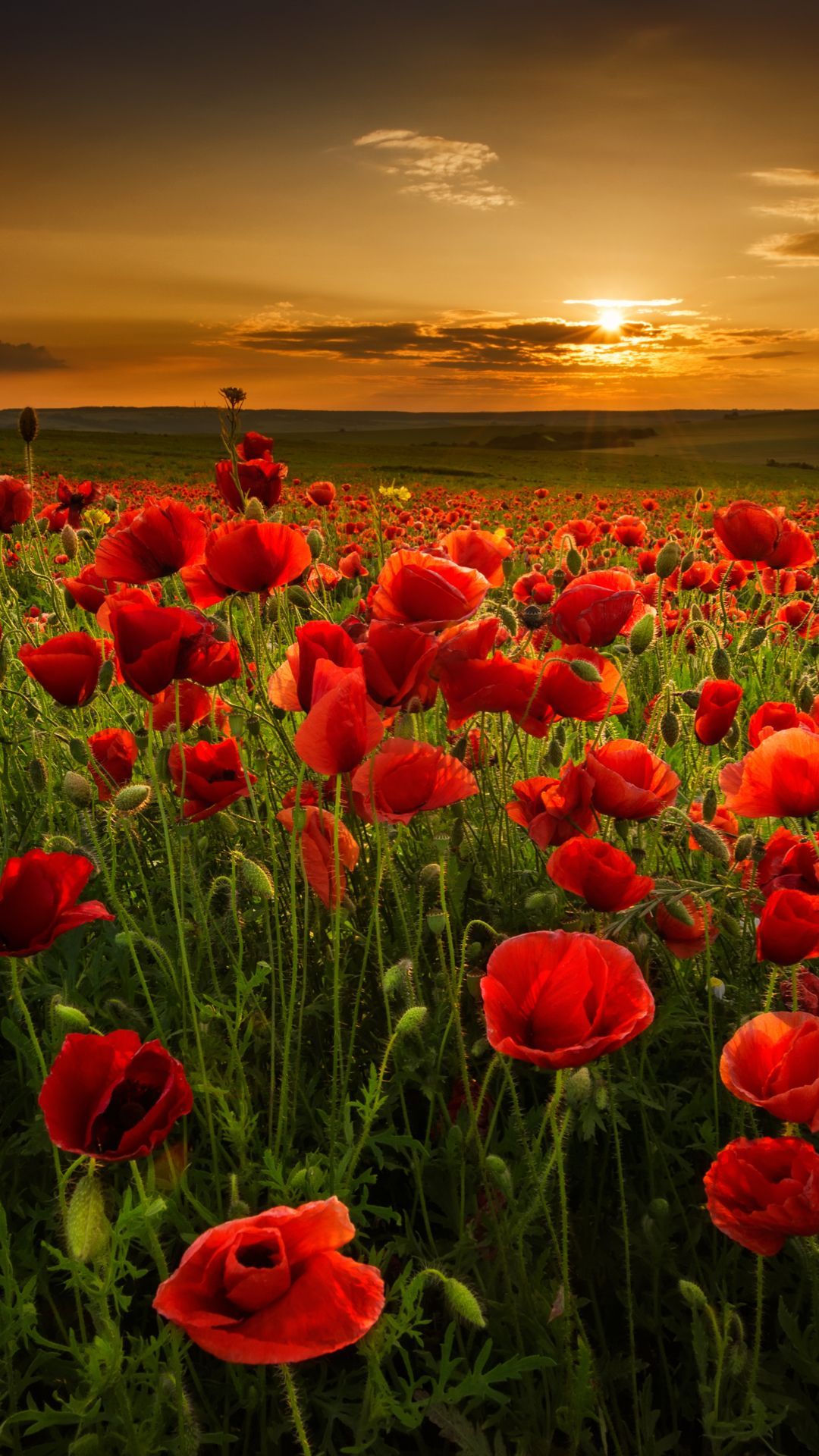 Poppy Flower Field Wallpapers