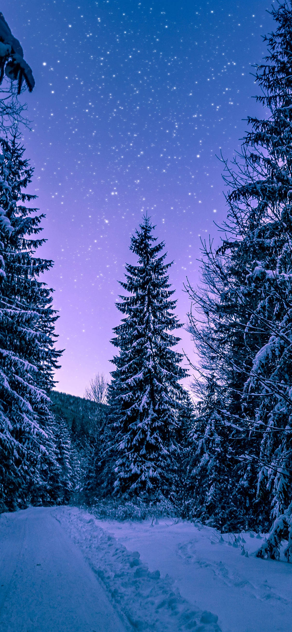 Purple Winter Forest Wallpapers