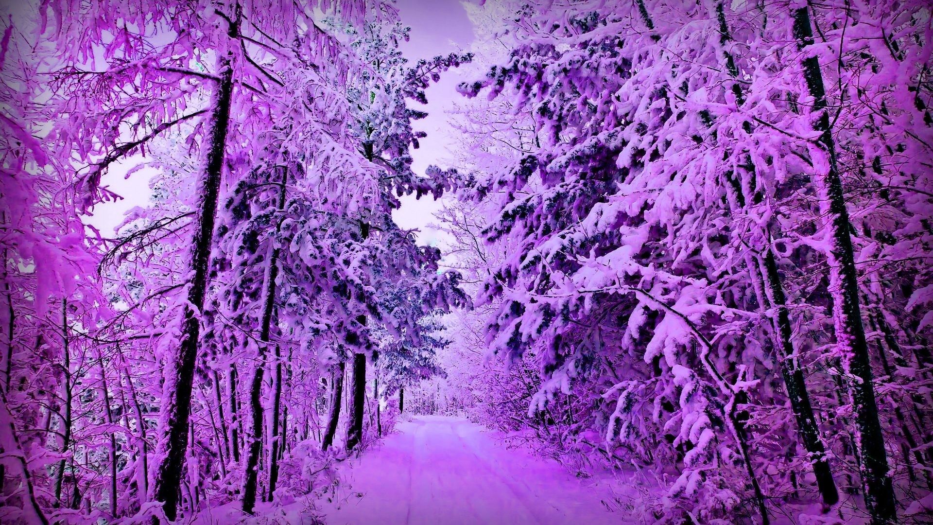 Purple Winter Forest Wallpapers