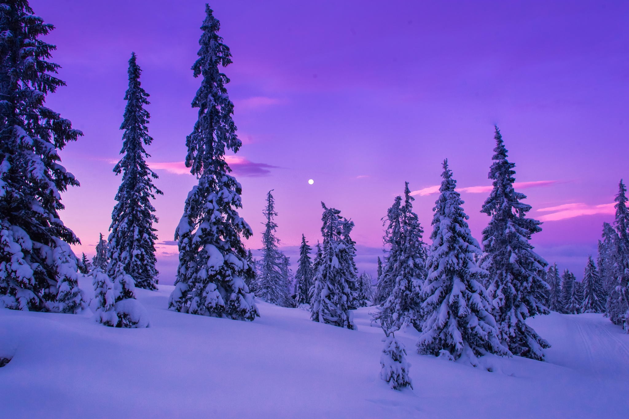 Purple Winter Forest Wallpapers