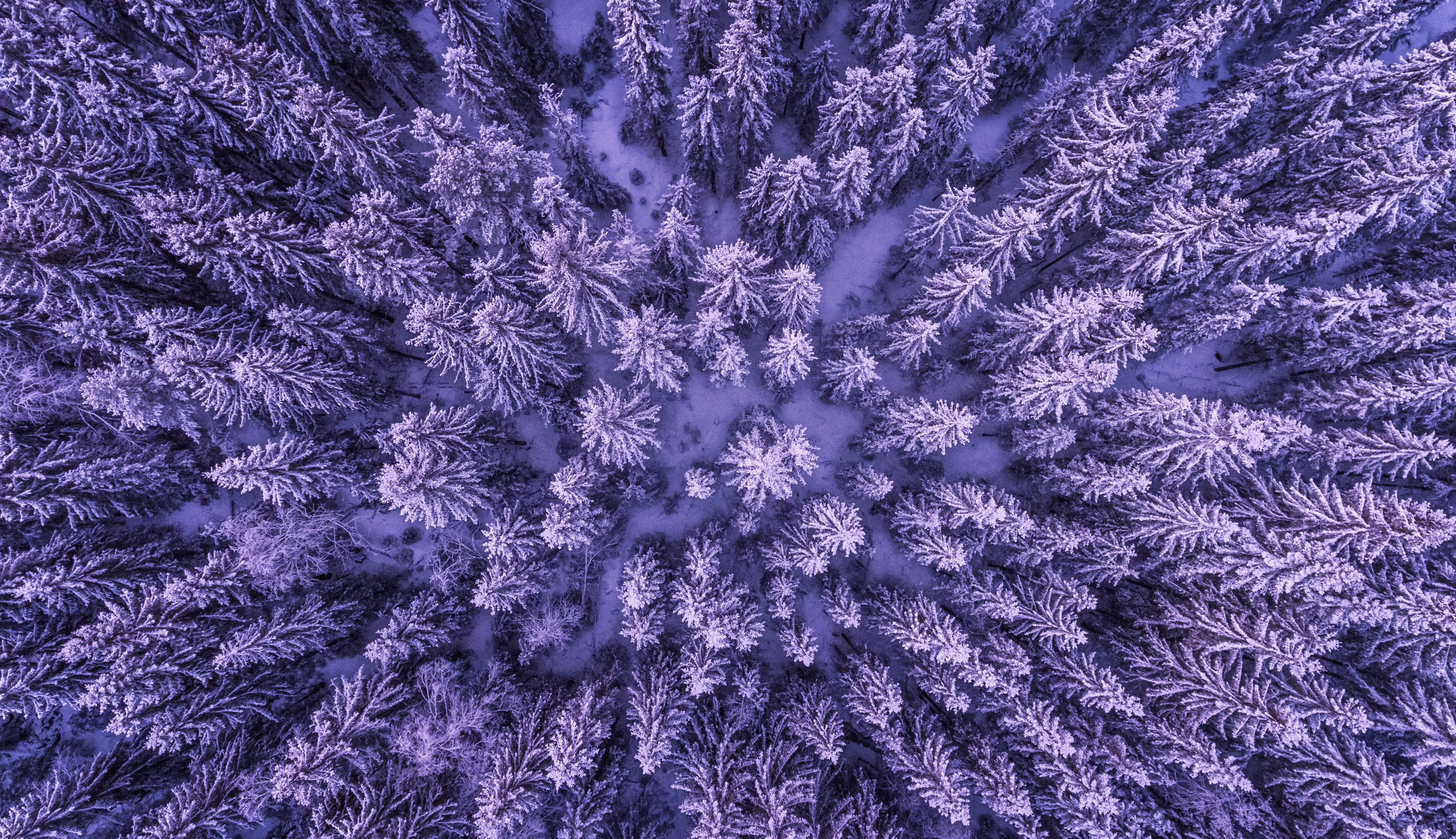 Purple Winter Forest Wallpapers