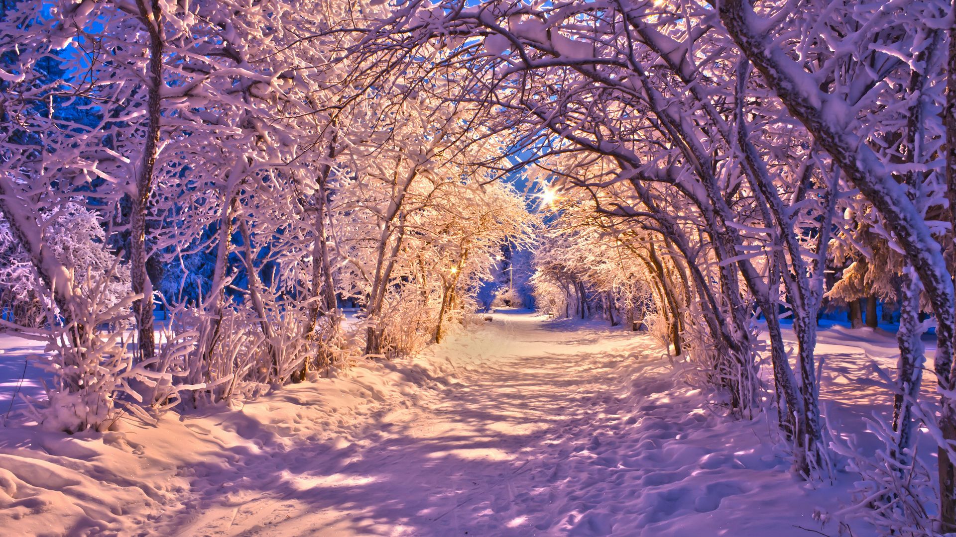 Purple Winter Forest Wallpapers