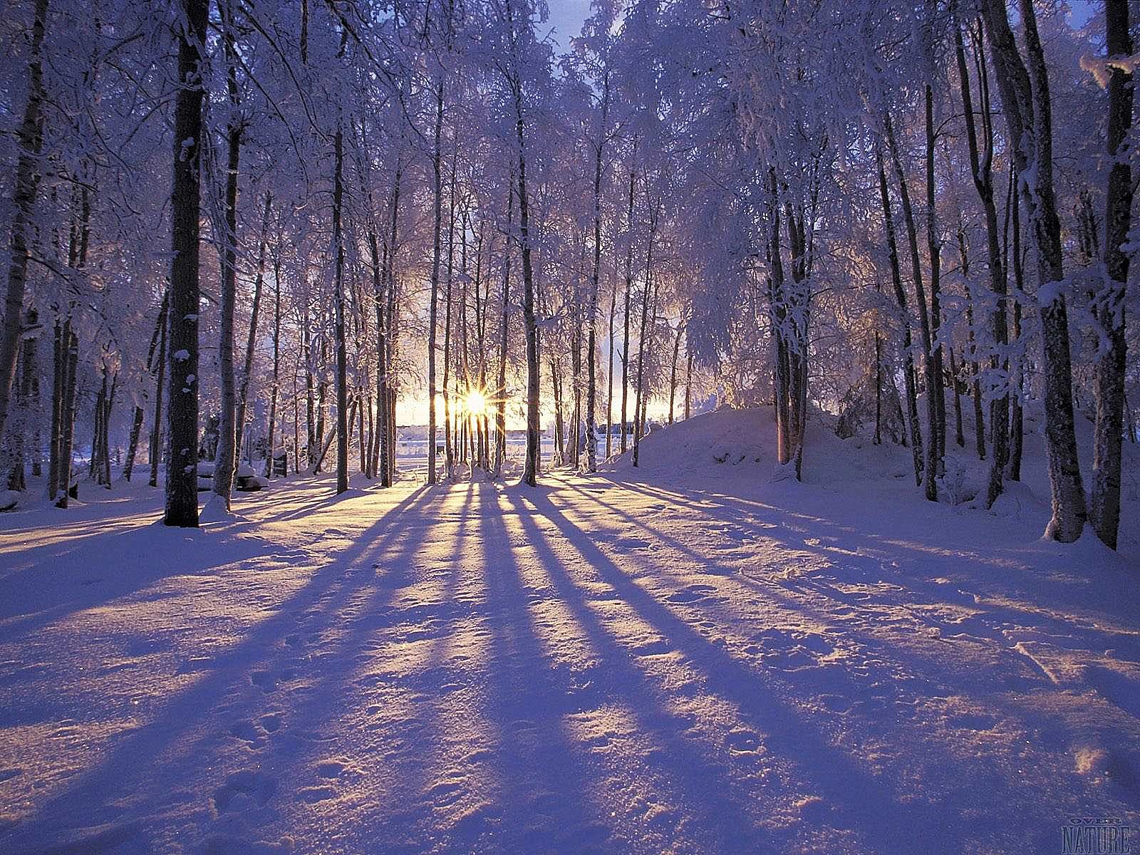 Purple Winter Forest Wallpapers