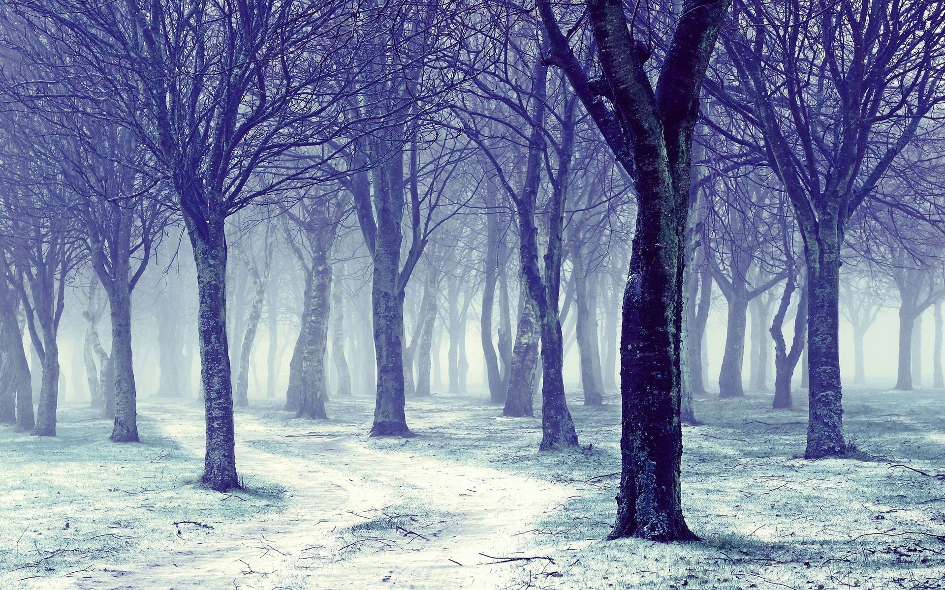 Purple Winter Forest Wallpapers