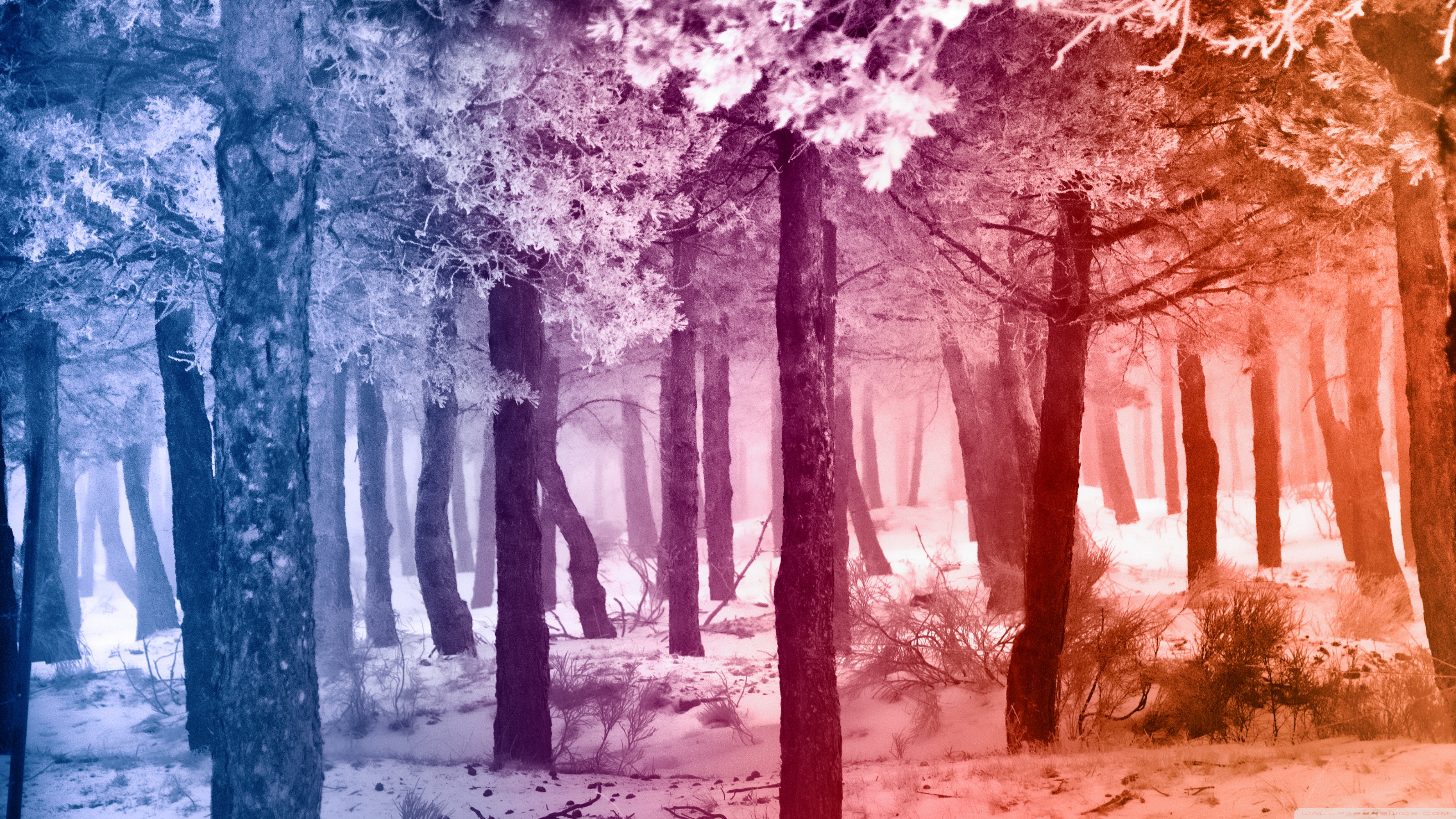 Purple Winter Forest Wallpapers