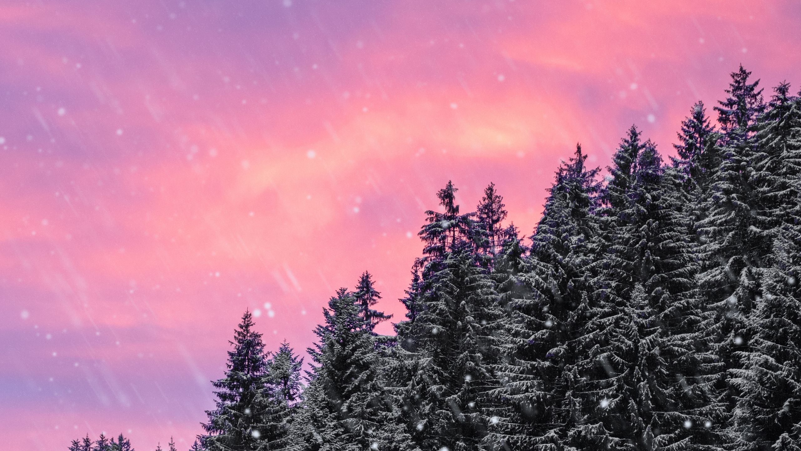 Purple Winter Forest Wallpapers