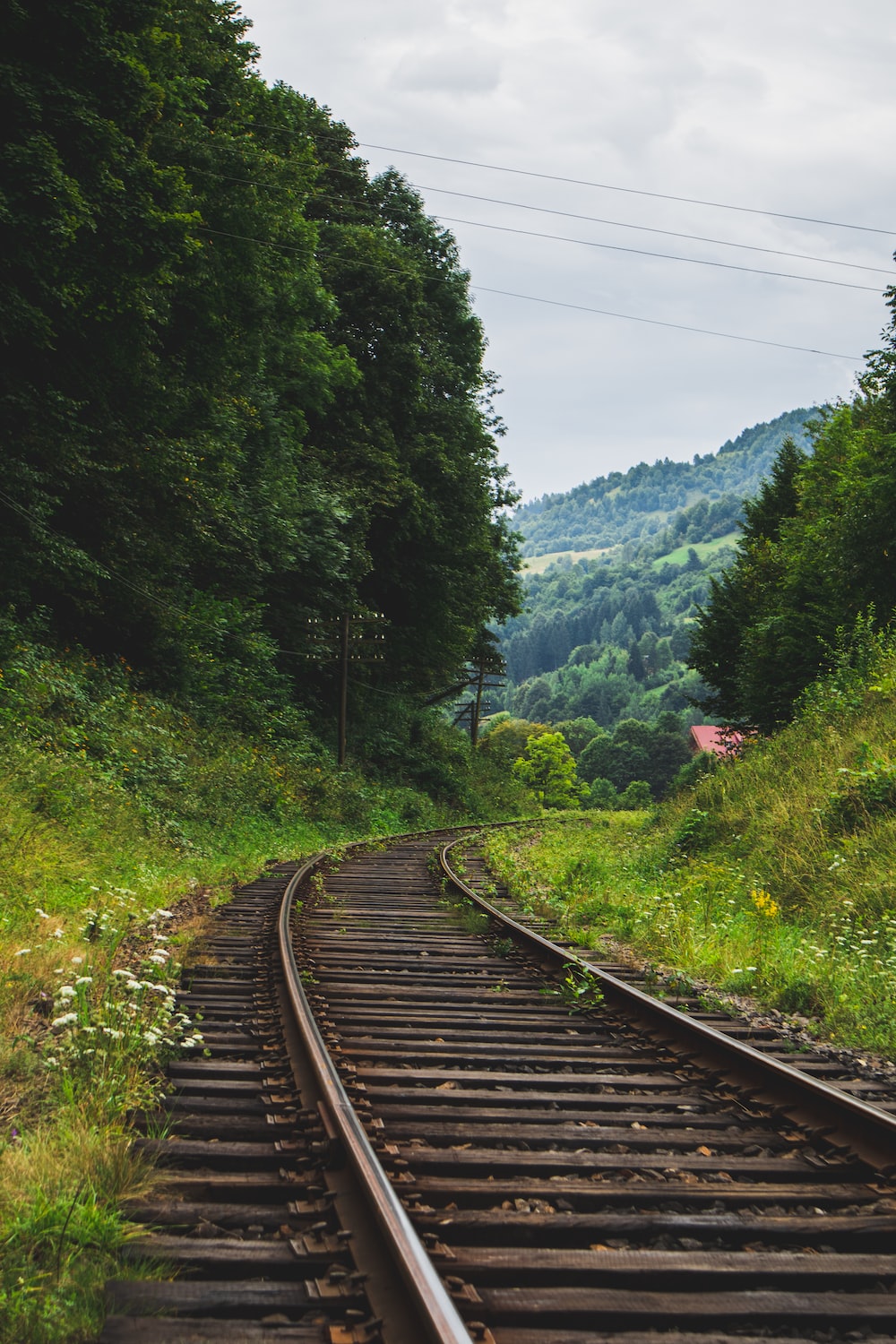 Railroad Forest Surrounding Wallpapers