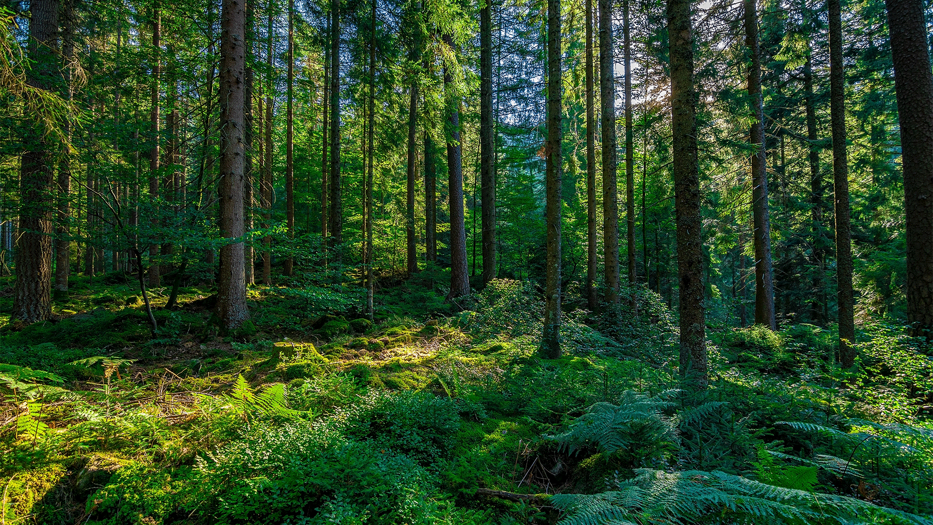 Railroad Forest Surrounding Wallpapers