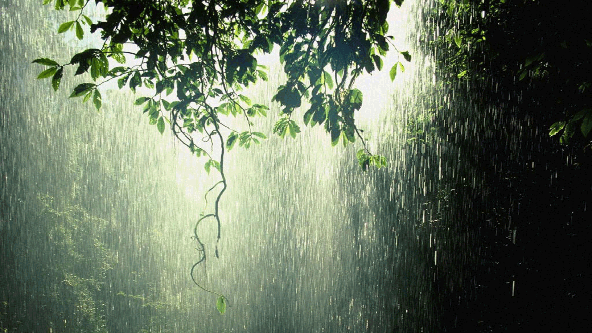 Rain Hd Wallpapers