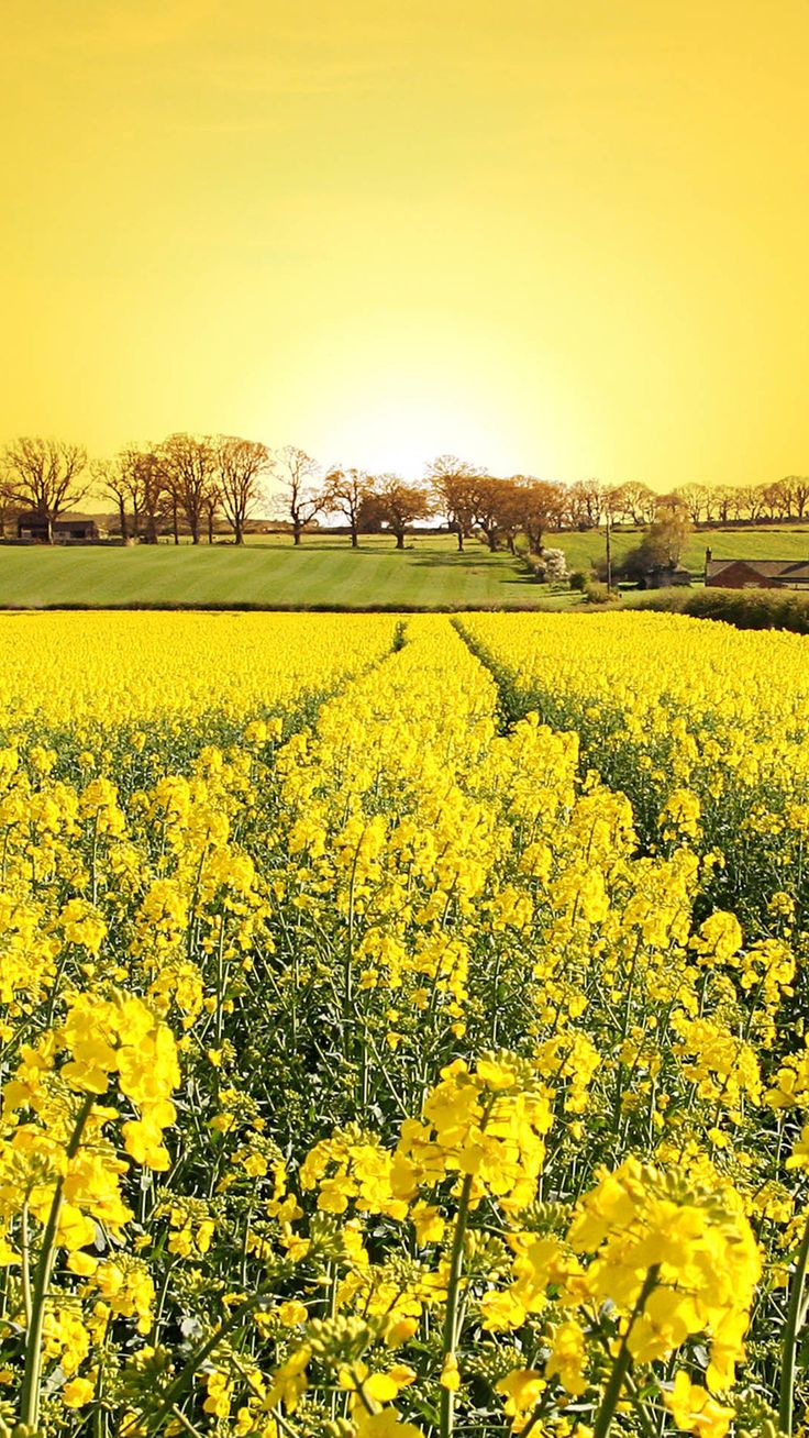 Rapeseed Wallpapers