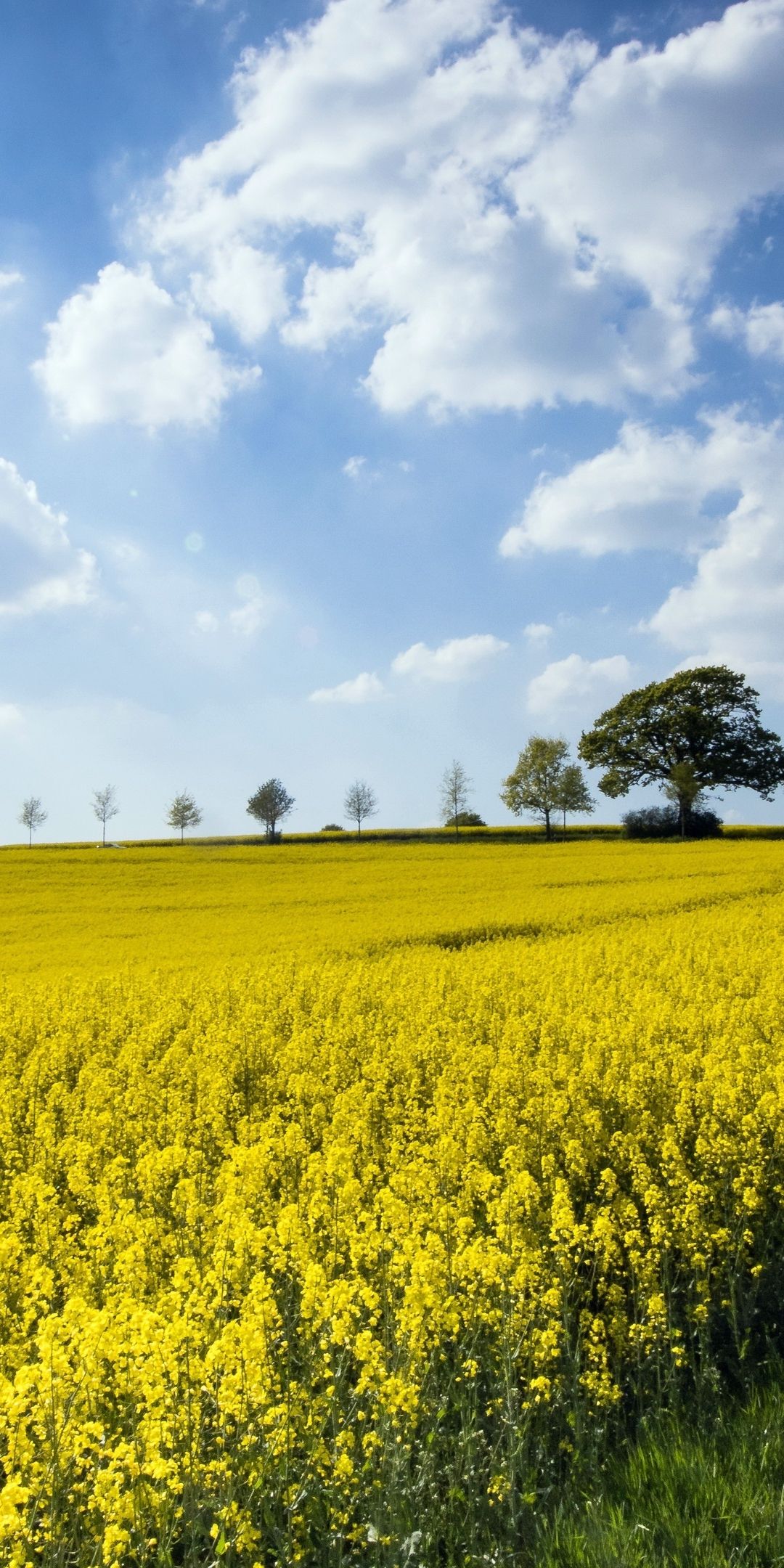 Rapeseed Wallpapers