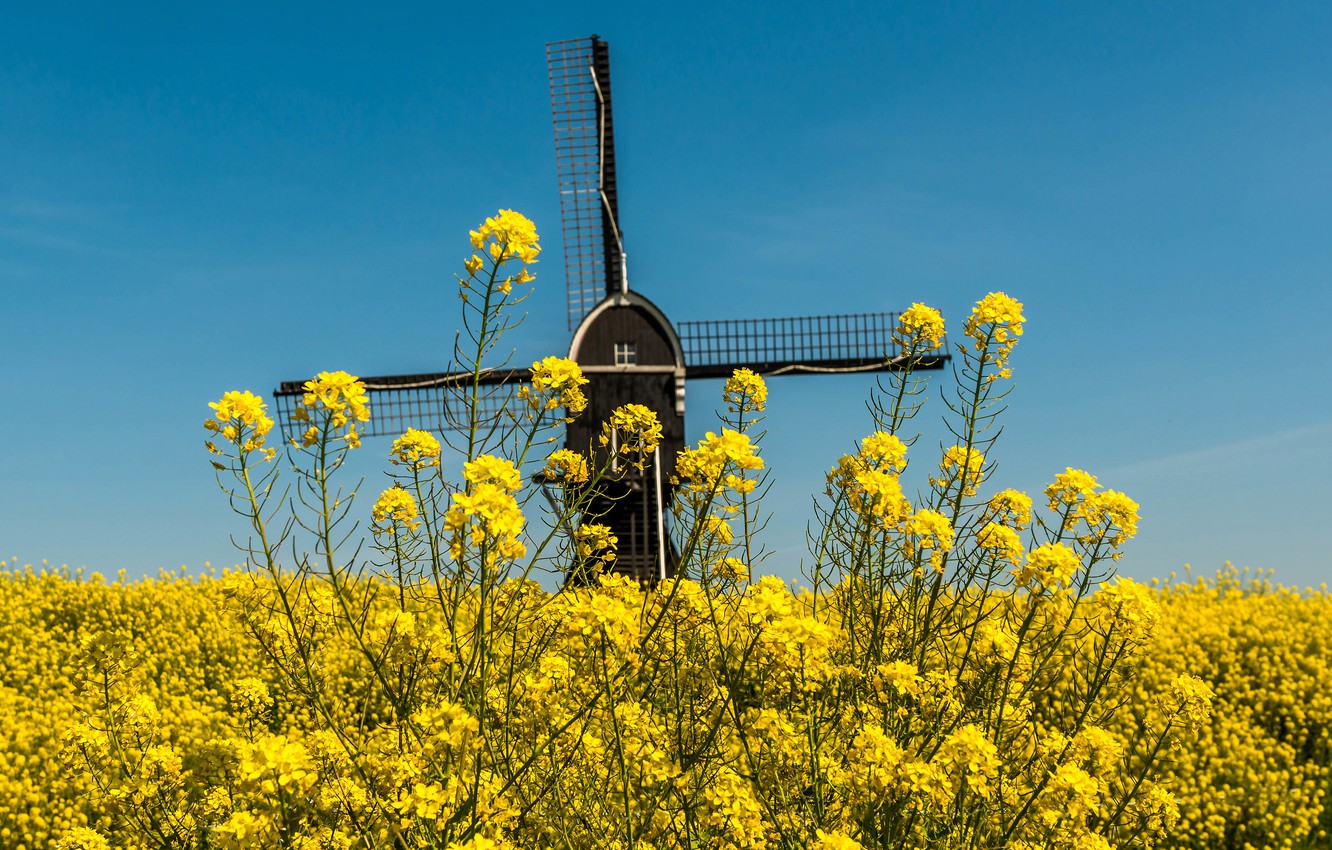 Rapeseed Wallpapers