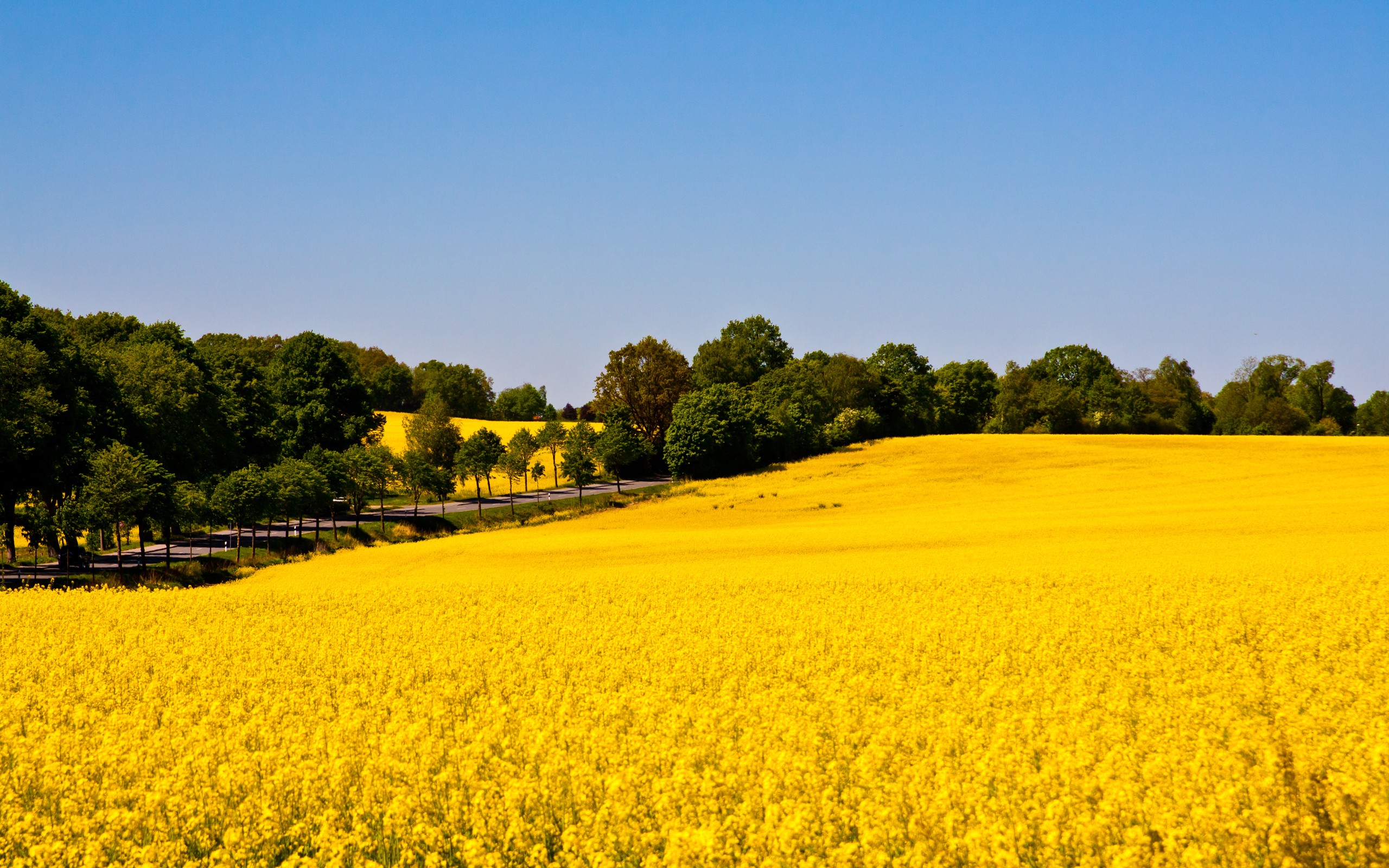 Rapeseed Wallpapers