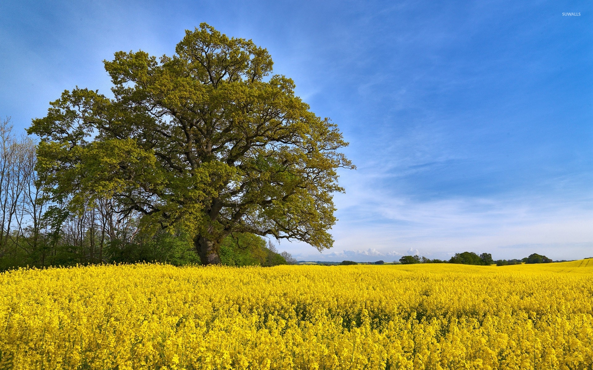 Rapeseed Wallpapers