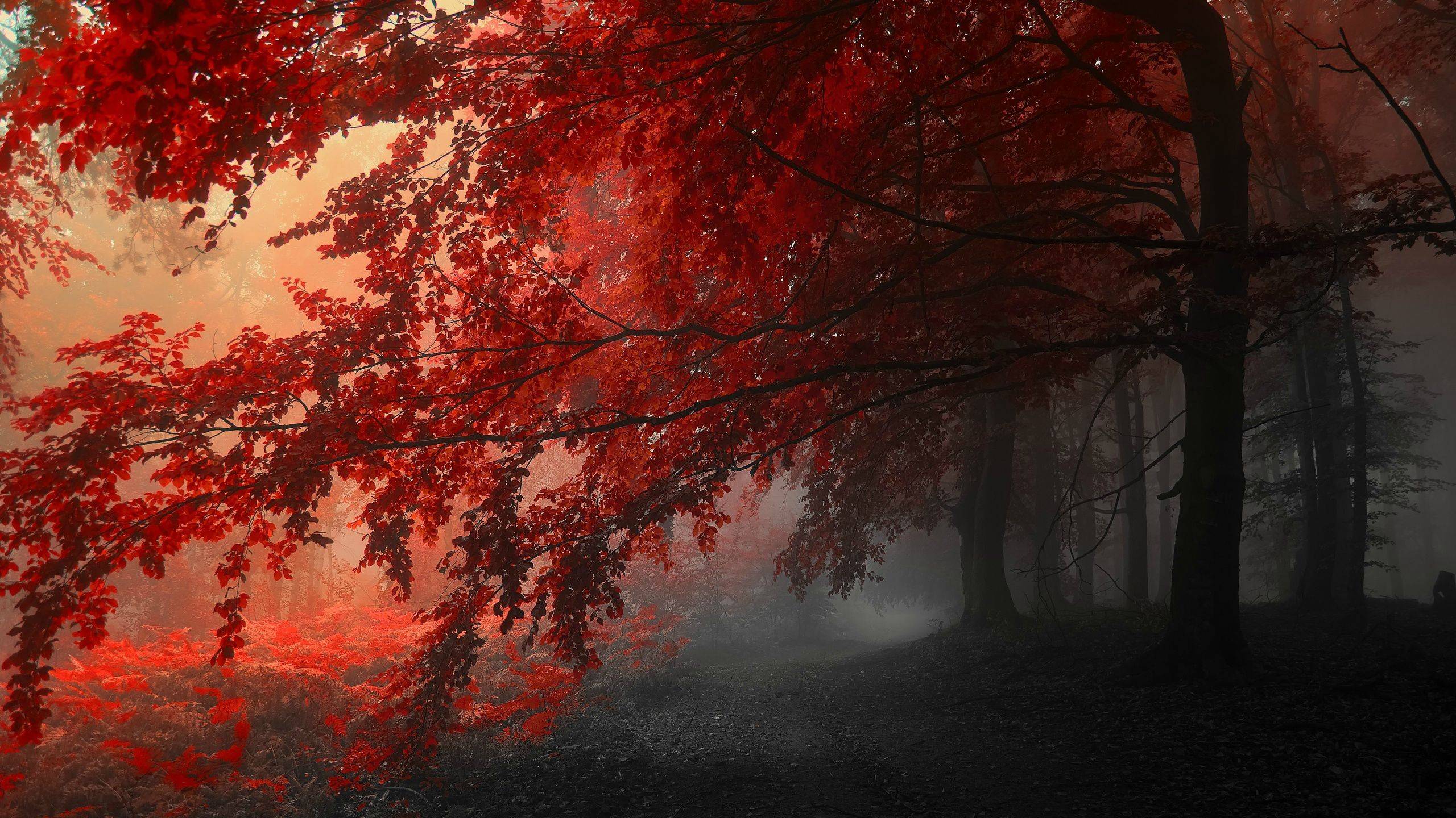 Red Forest Wallpapers
