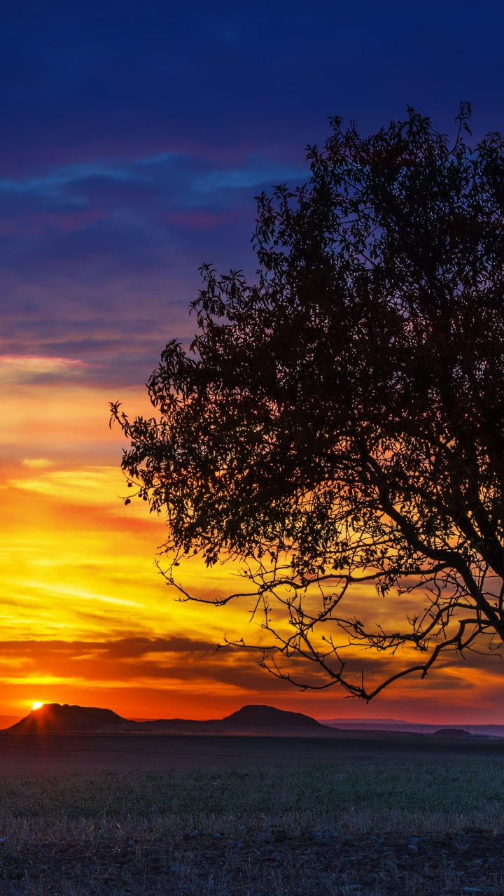 Red Sunset Skyline And Trees Wallpapers