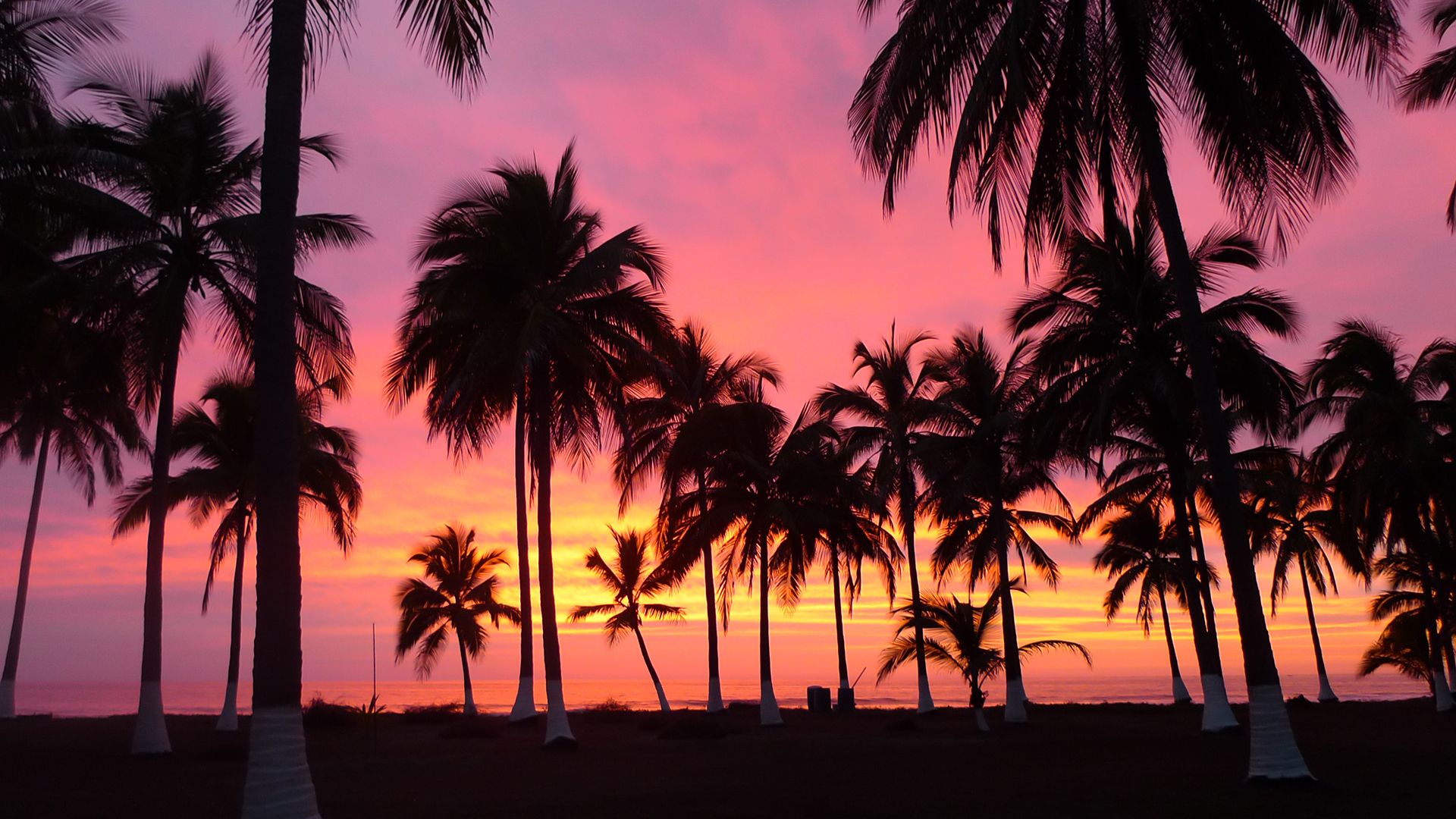 Red Sunset Skyline And Trees Wallpapers