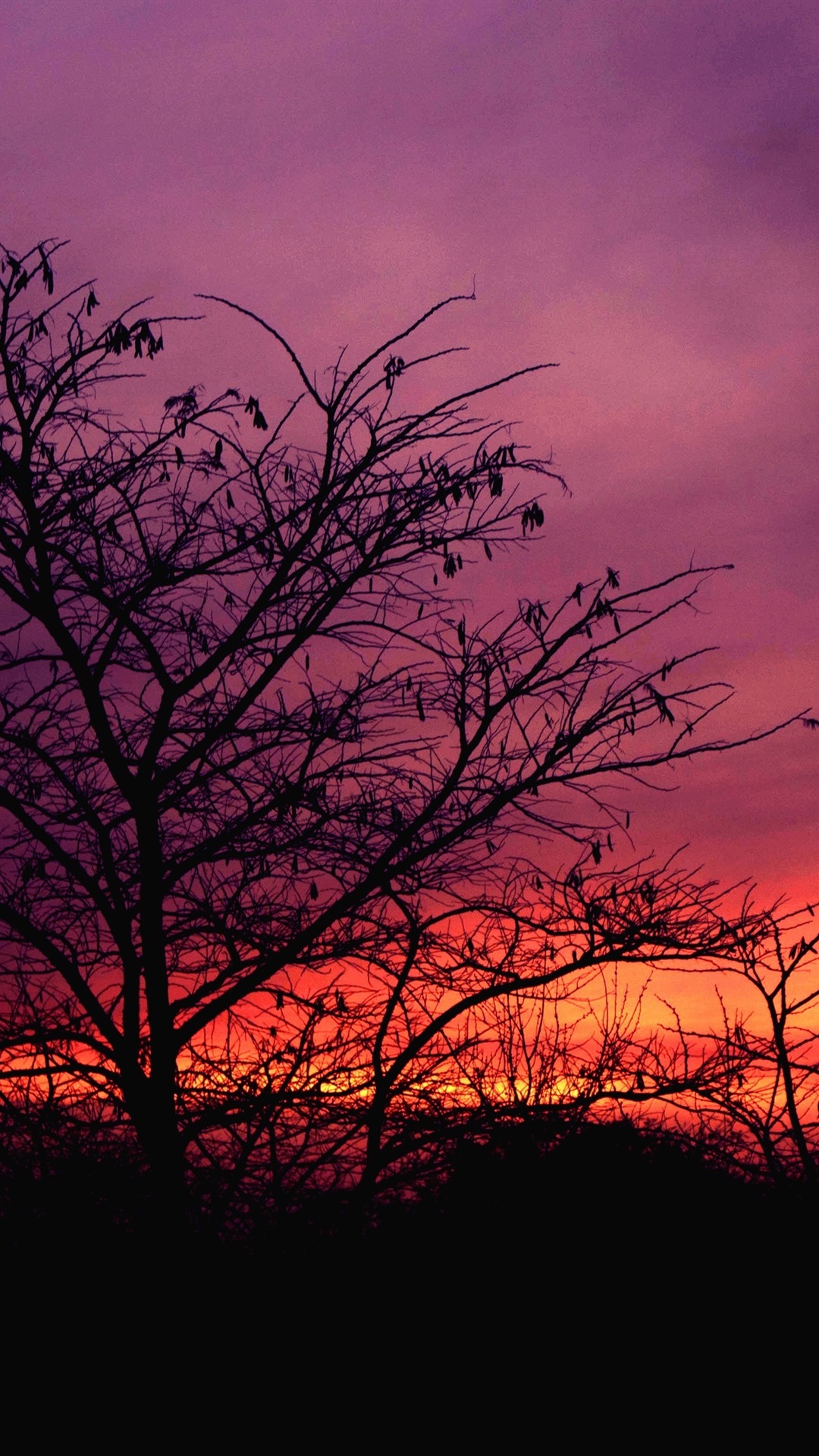 Red Sunset Skyline And Trees Wallpapers