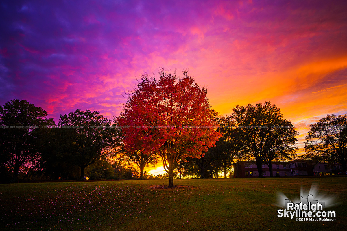 Red Sunset Skyline And Trees Wallpapers