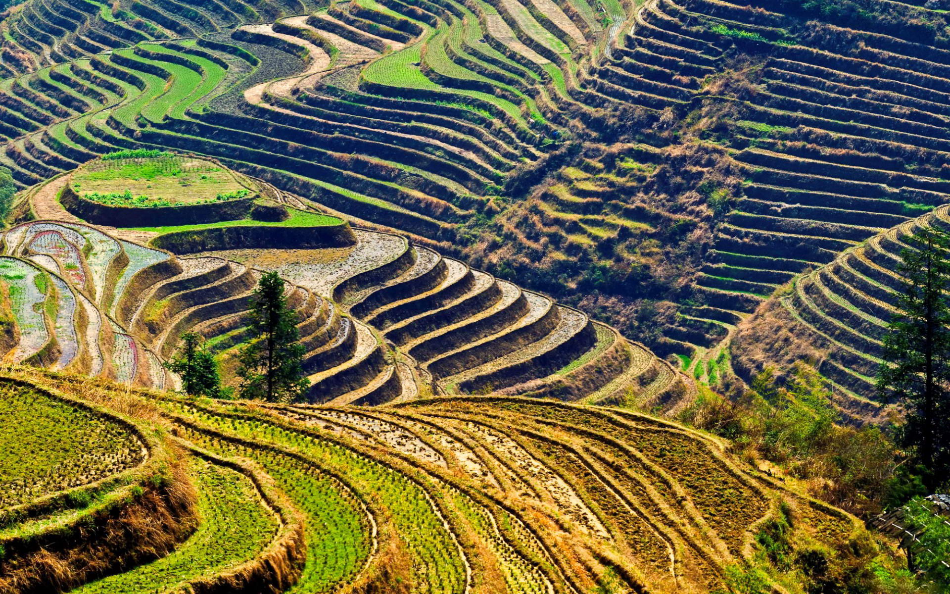 Rice Terrace Cool Wallpapers